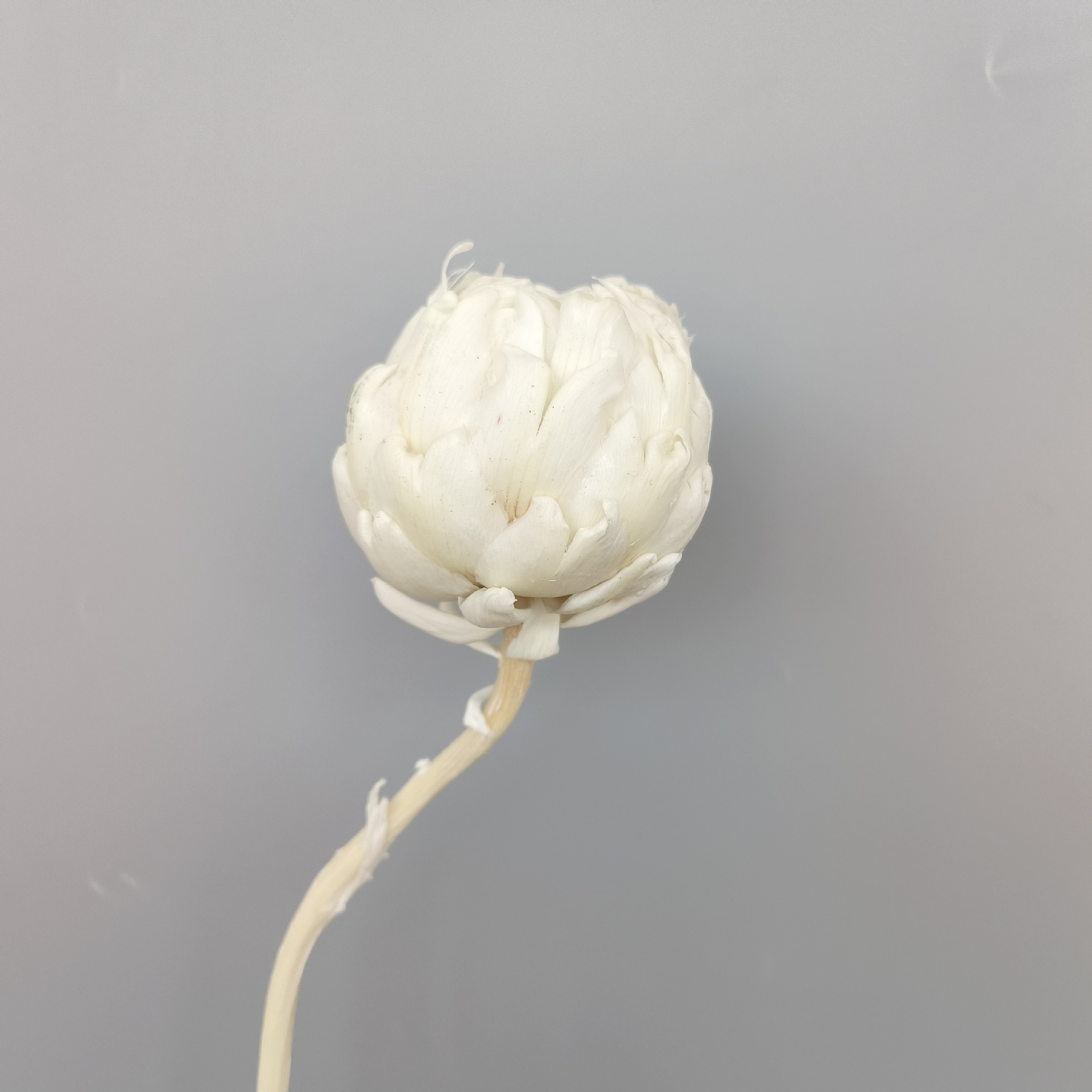 Preserved Artichoke Snow Lotus