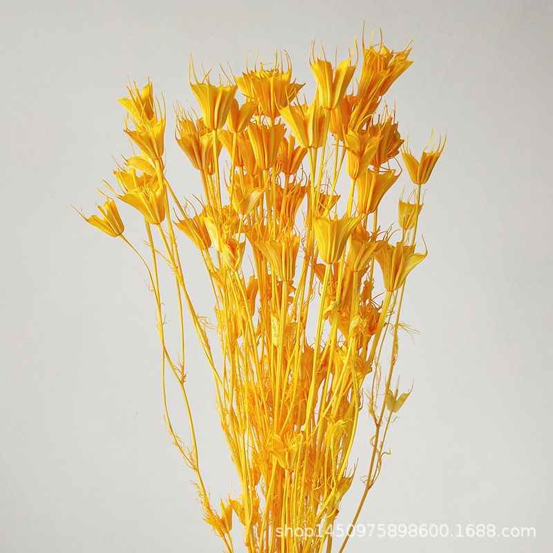 Preserved Nigella Orientalis 