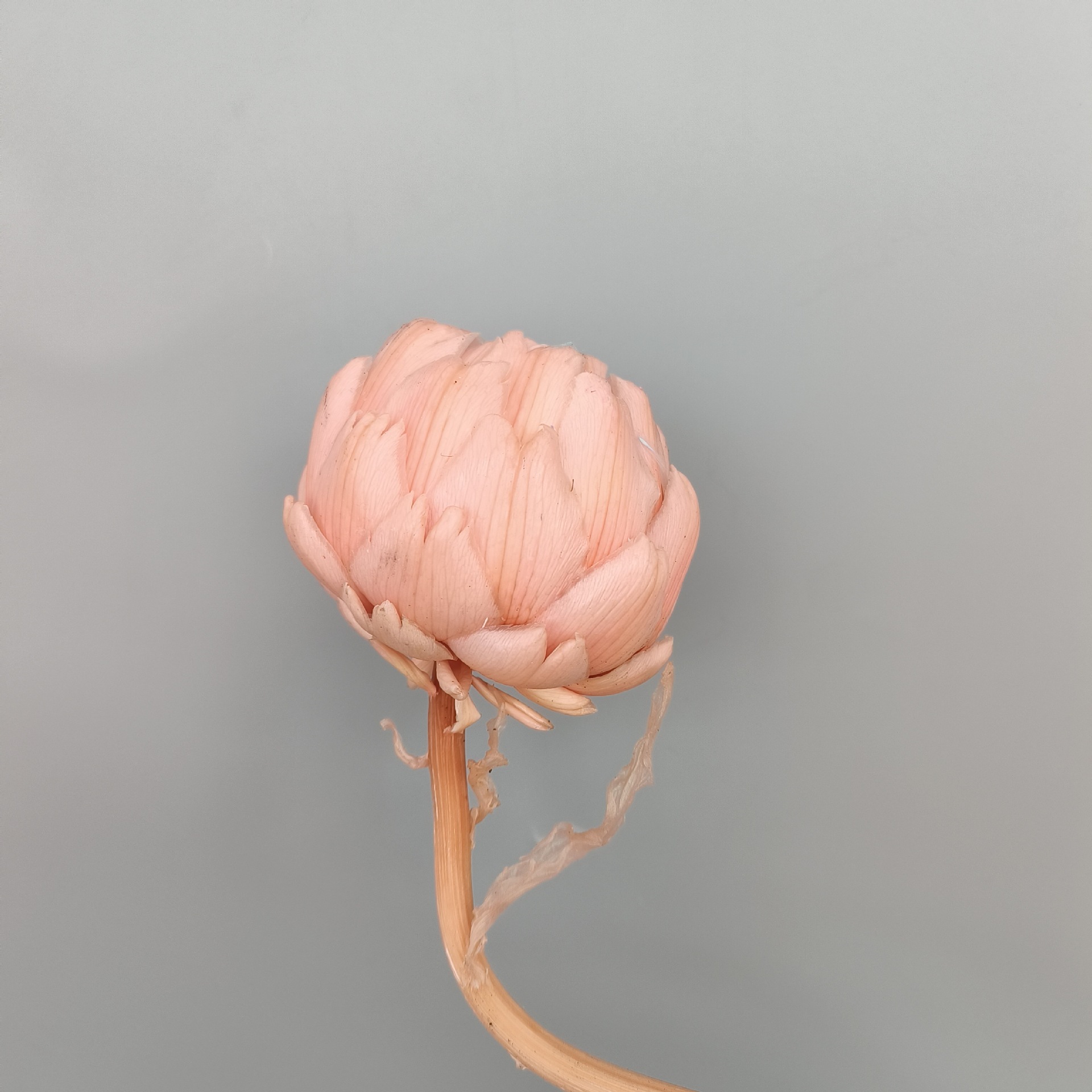 Preserved Artichoke Snow Lotus