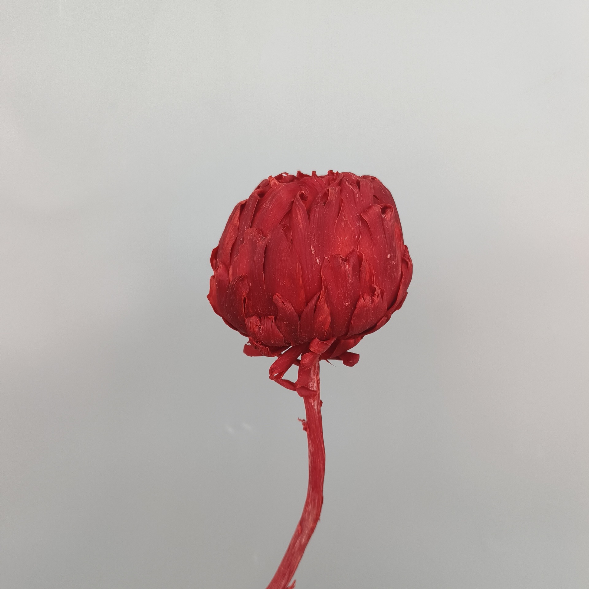 Preserved Artichoke Snow Lotus