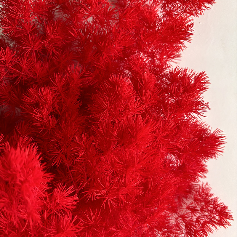 Preserved Ming Fern