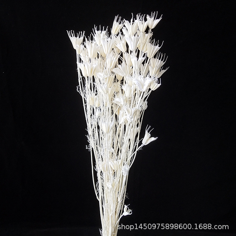 Preserved Nigella Orientalis 