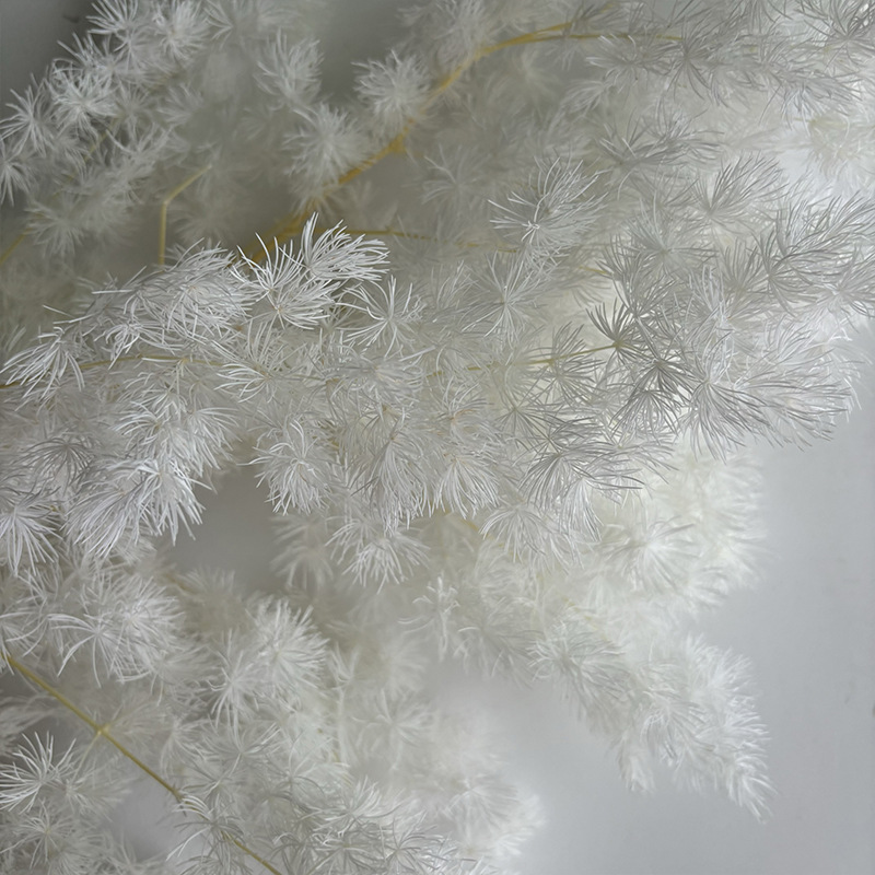 Preserved Ming Fern