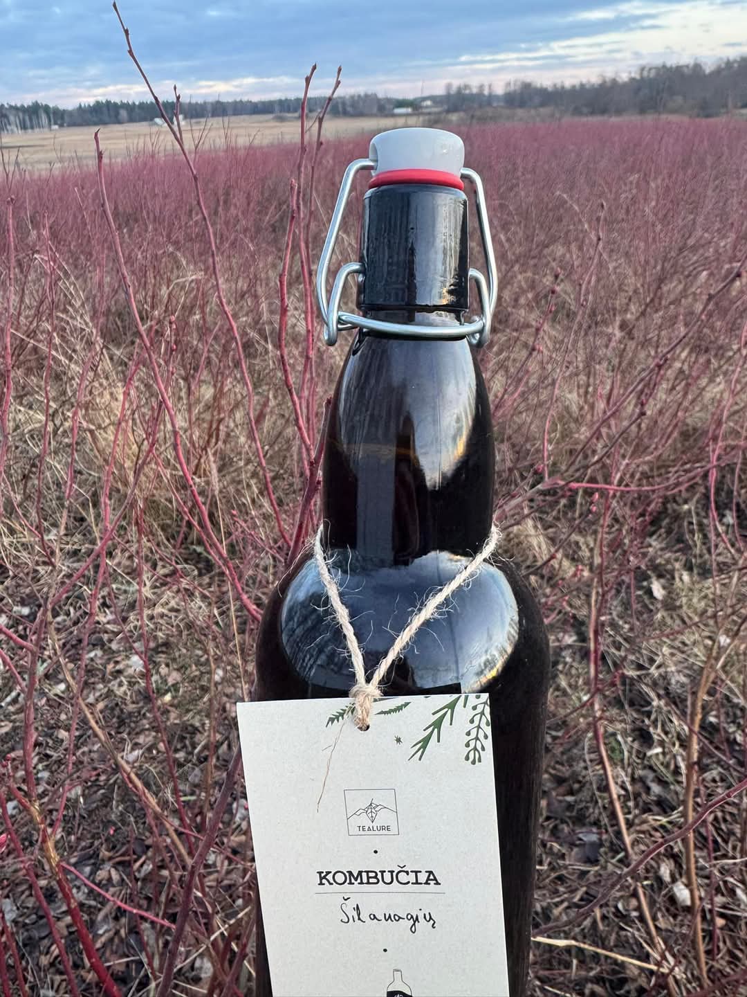 🔹 1l Šilauogių Kombučia