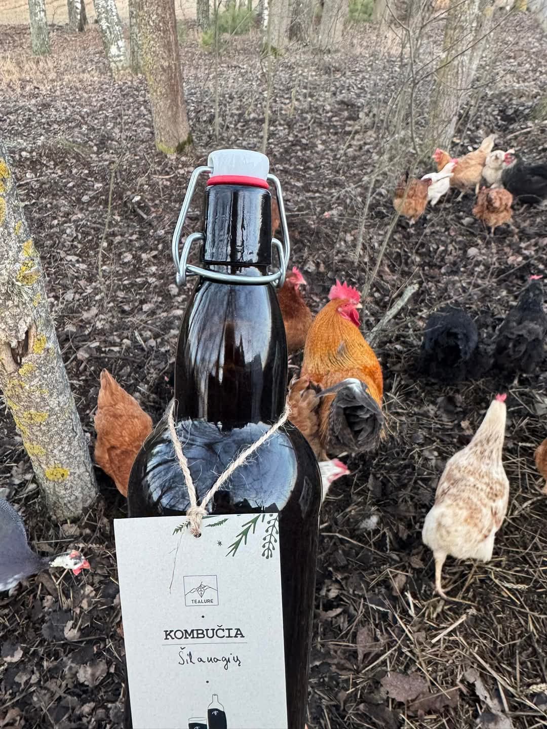 🔹 1l Šilauogių Kombučia