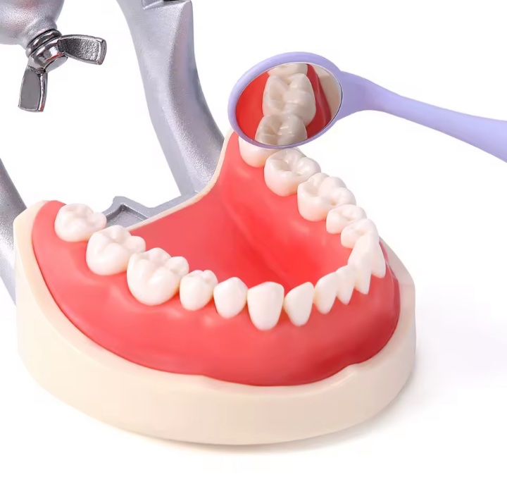 Dental Model with Mirror