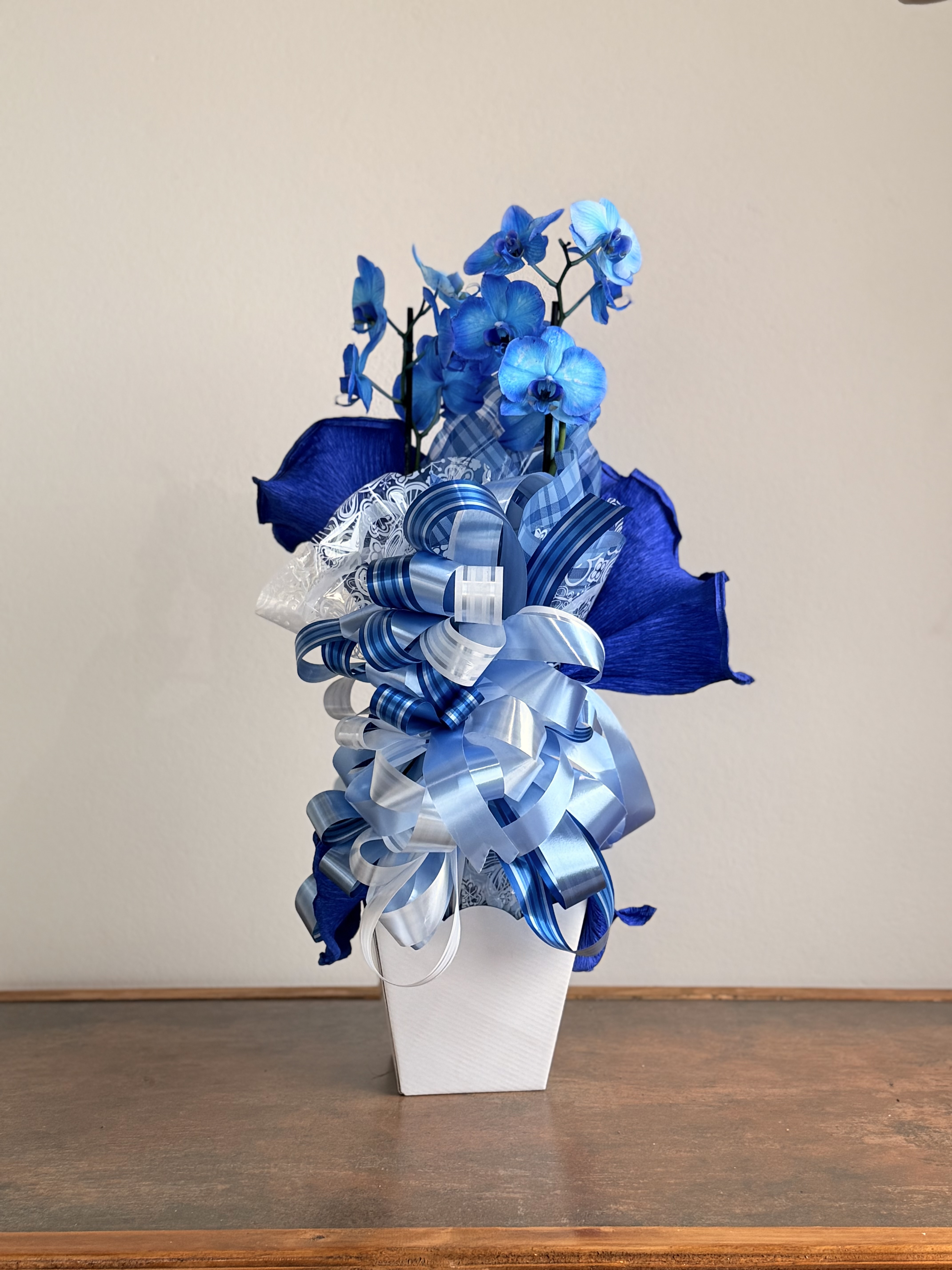 Orquidea Phalaenopsis Azul