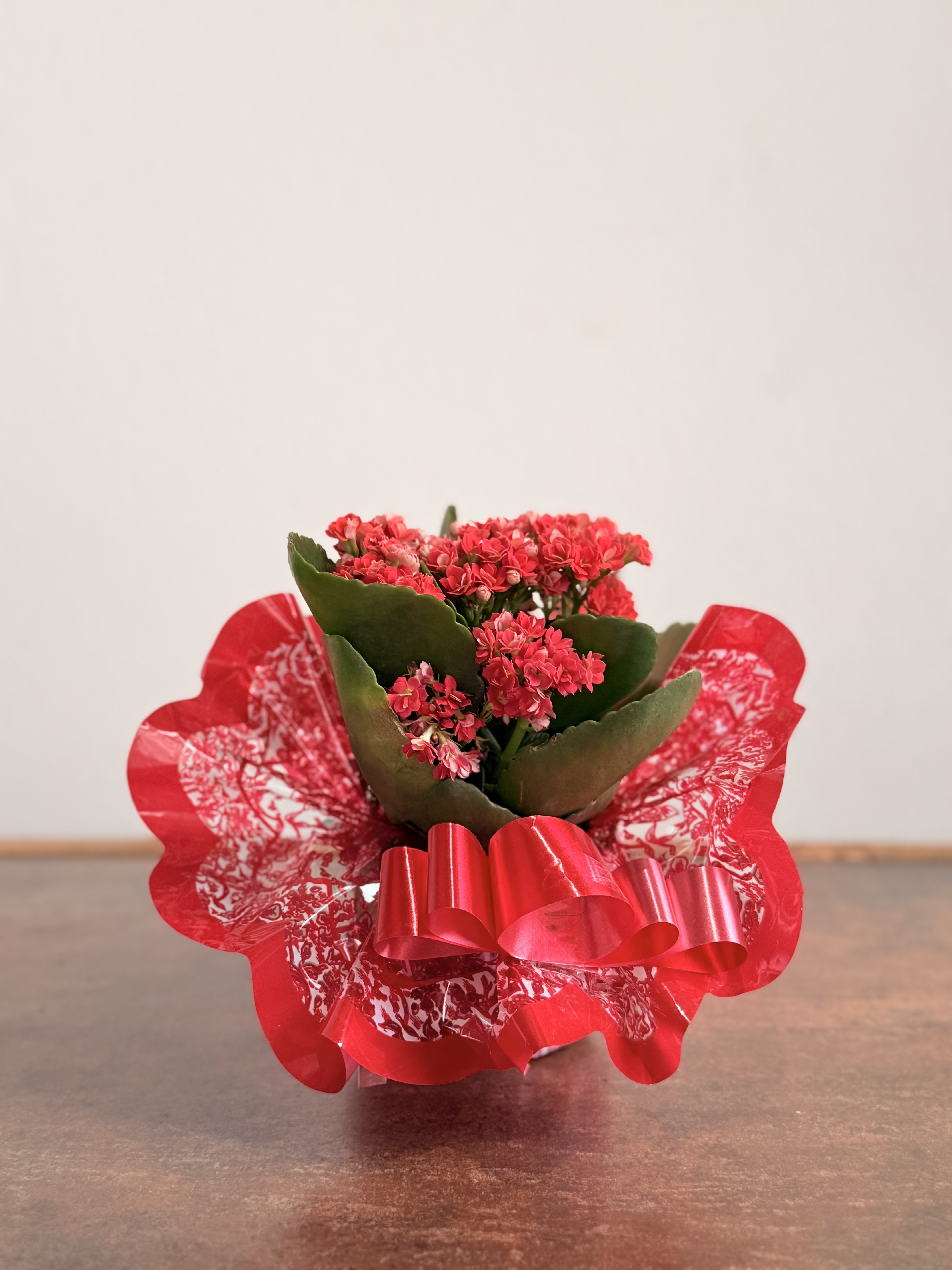 Kalanchoe