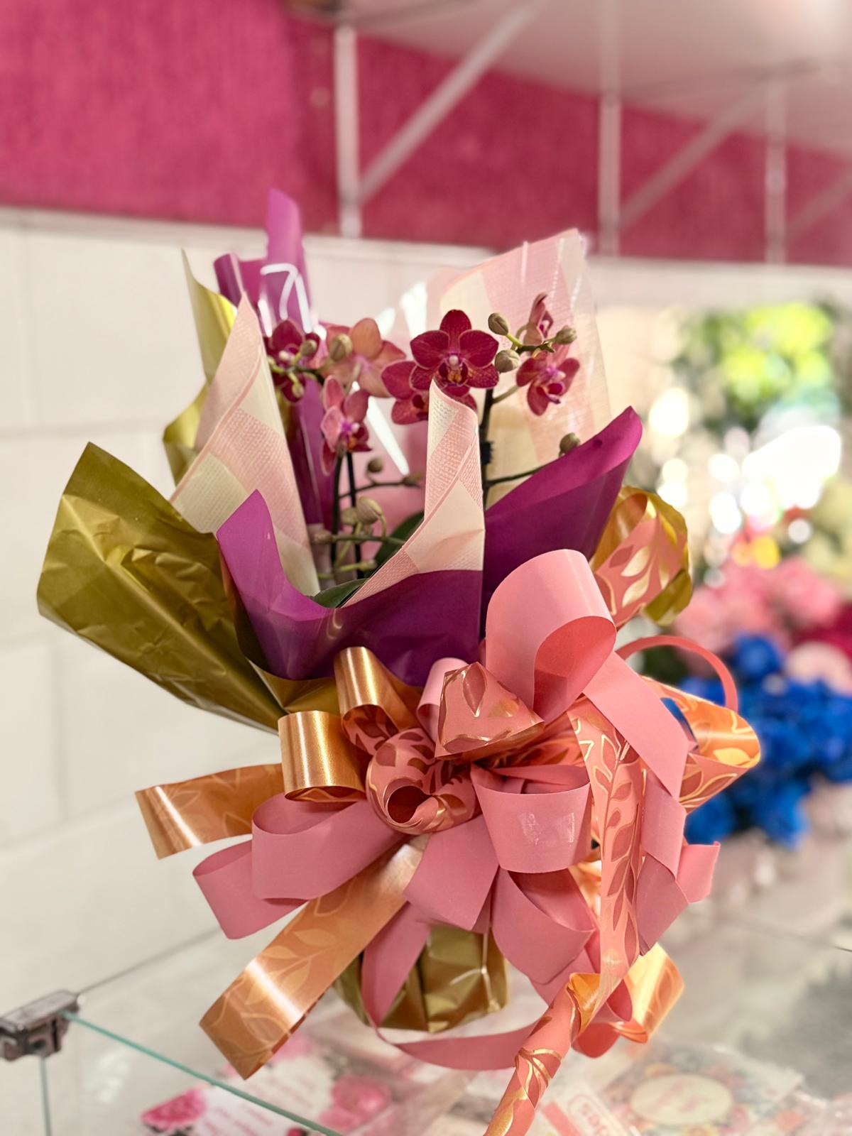 Orquidea Phalaenopsis Mini