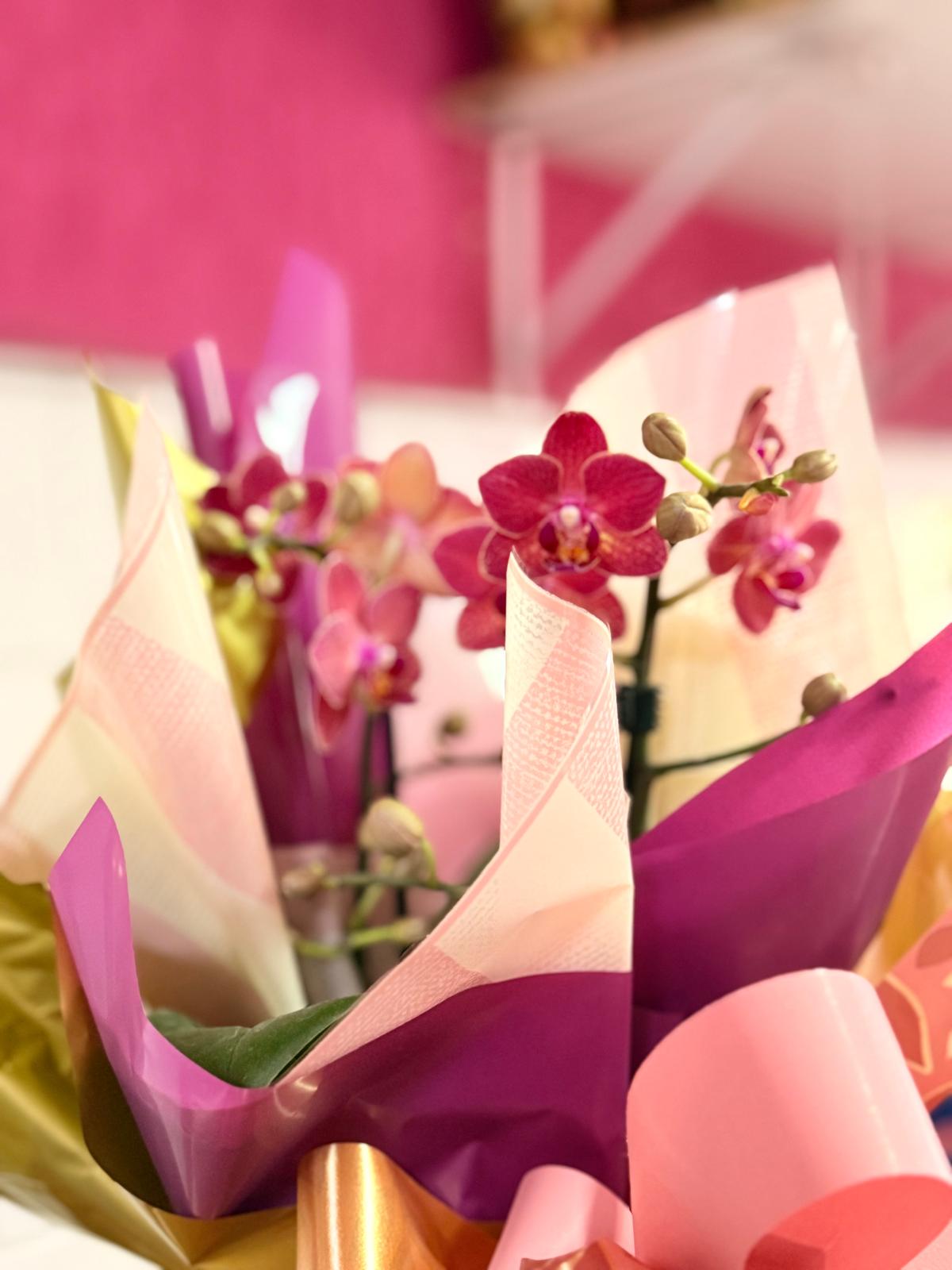 Orquidea Phalaenopsis Mini