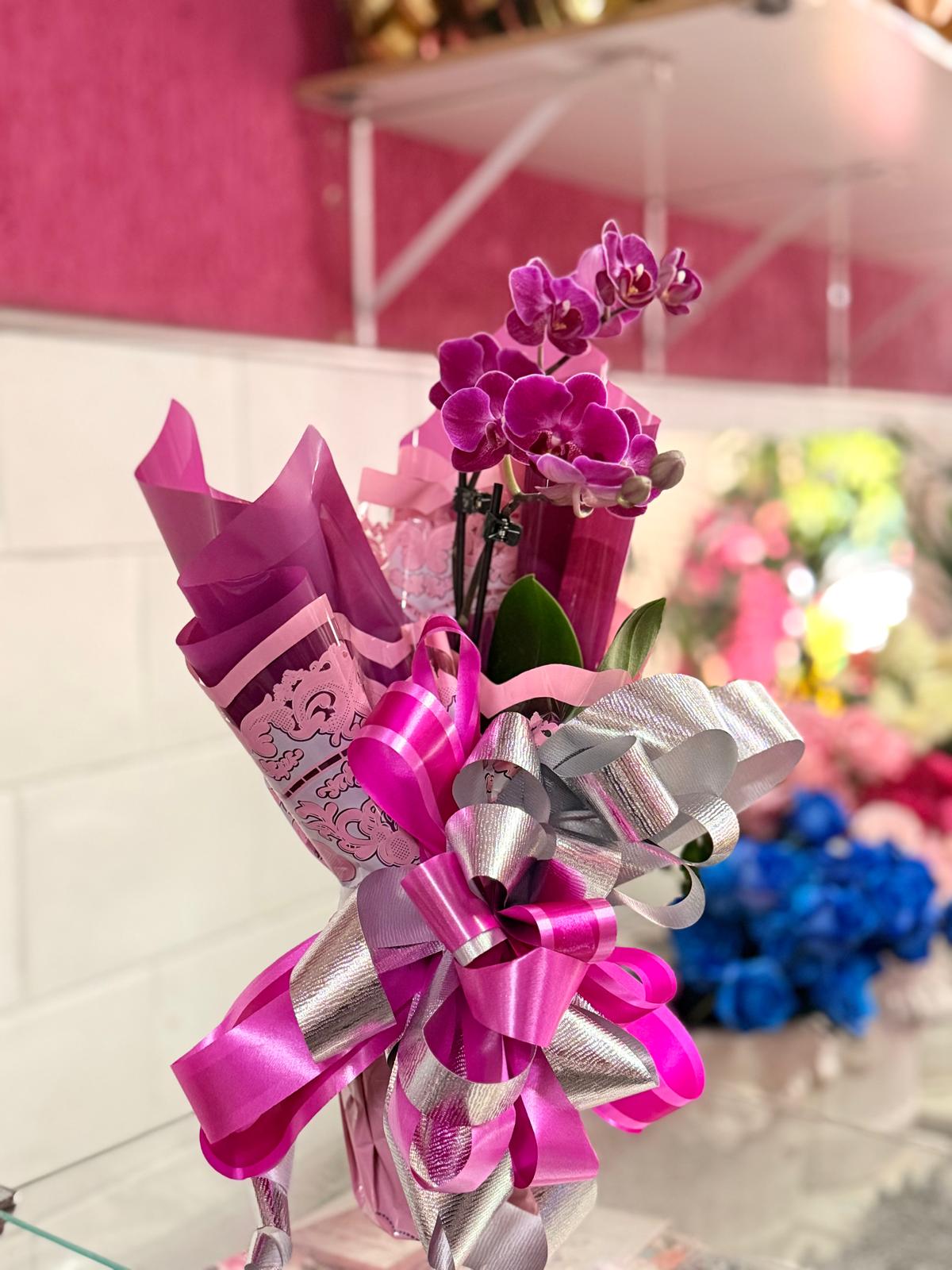 Orquidea Phalaenopsis Mini