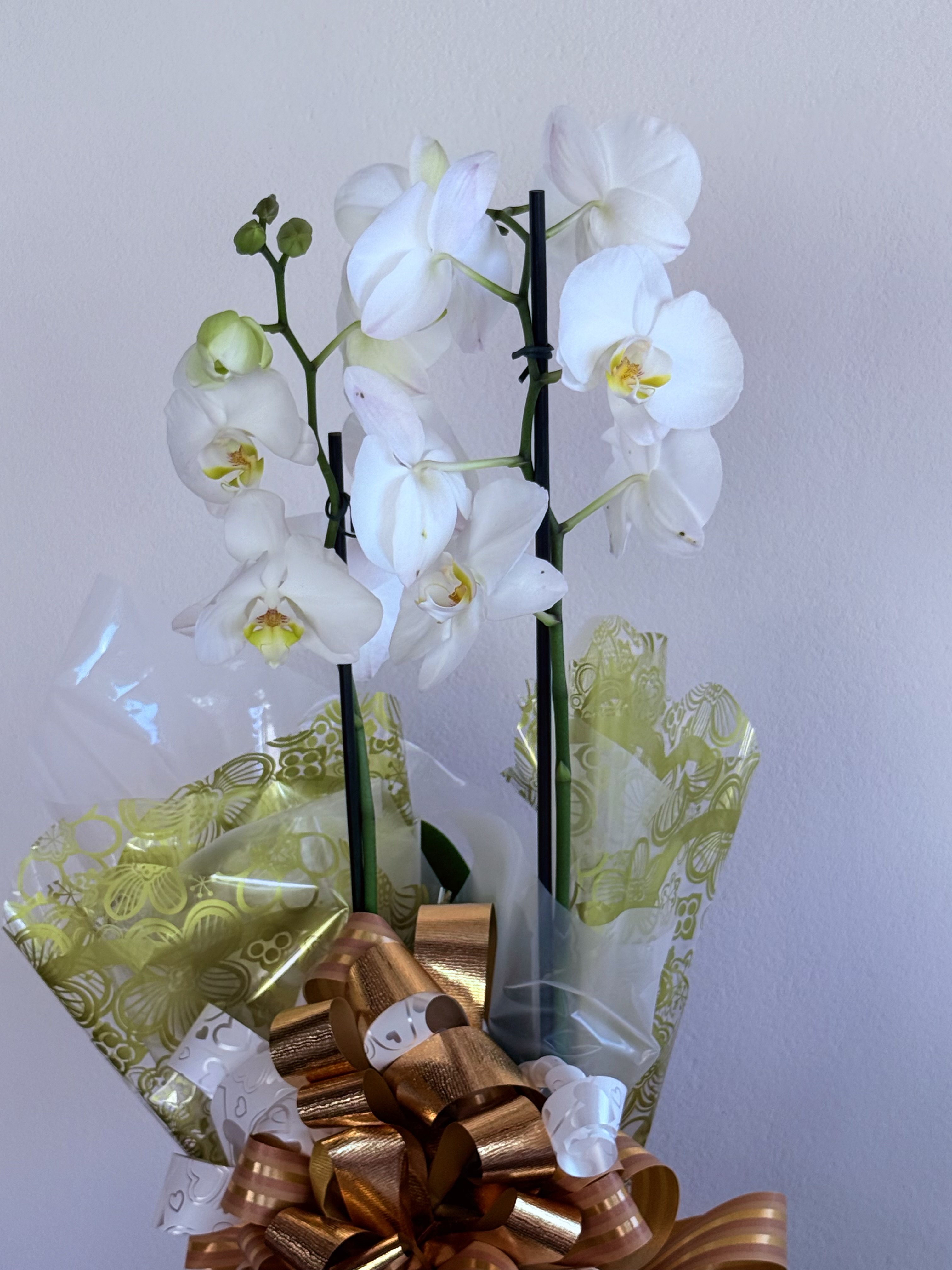 Orquidea Phalaenopsis Branca 