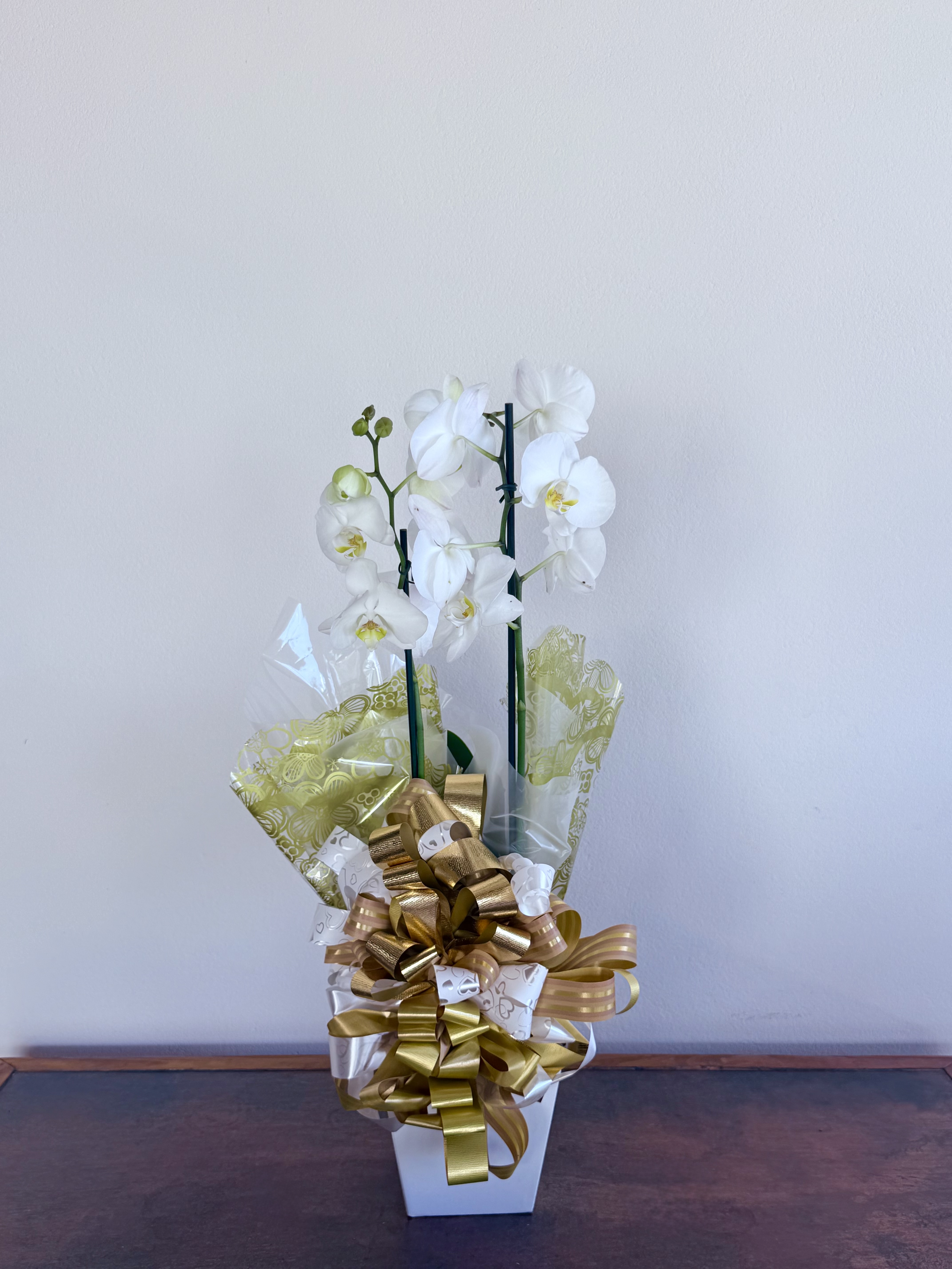 Orquidea Phalaenopsis Branca 