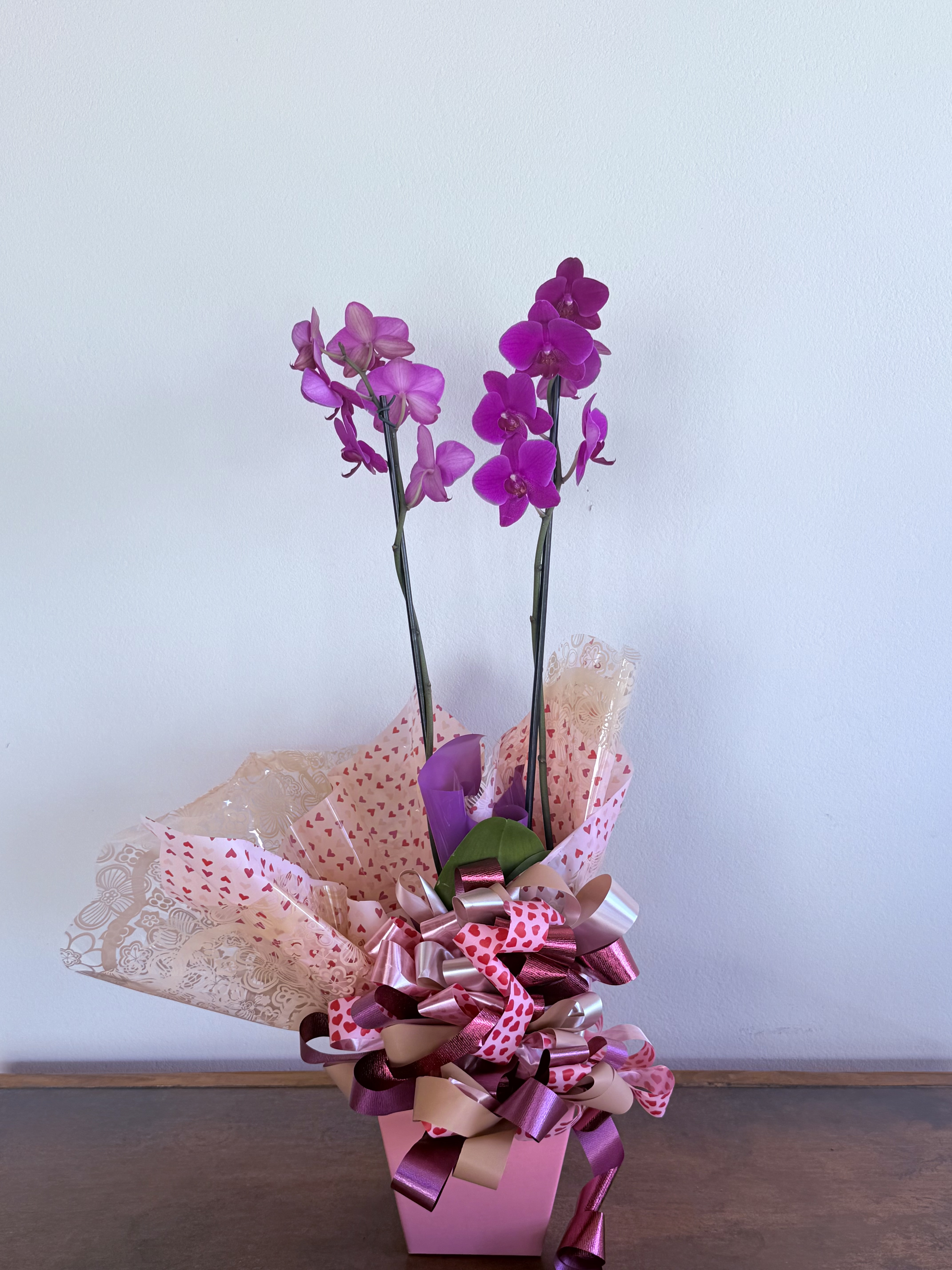 Orquidea Phalaenopsis Roxa 