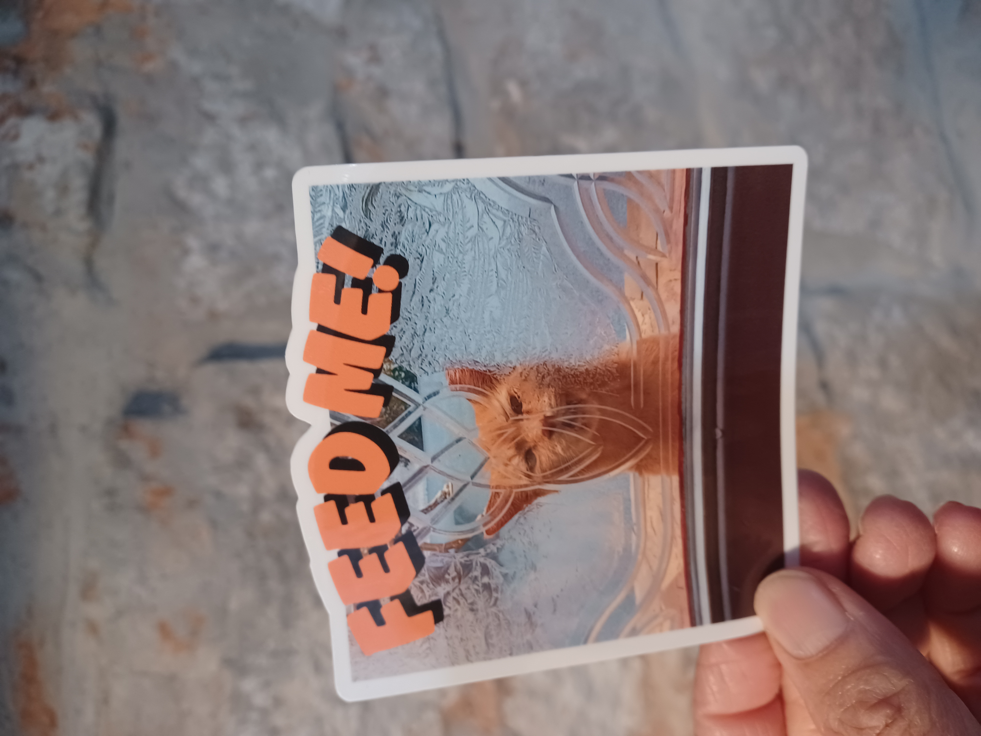 STICKER - FEED ME! Demanding Ginger Cat!