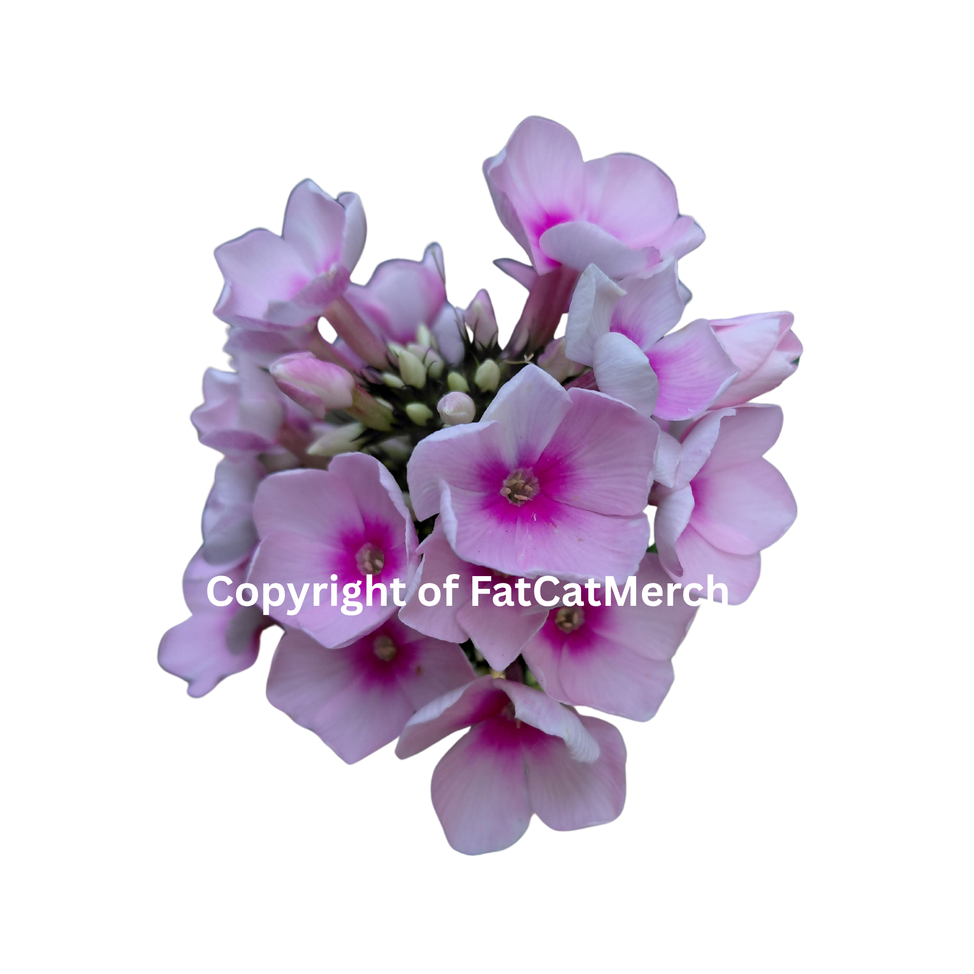 STICKER - Nature - Pink Flowers in Stone Mountain, Georgia!