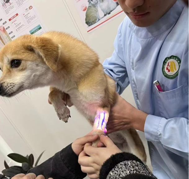 Venoscópio - Localizador de Veias Veterinário AMA GSH-3000