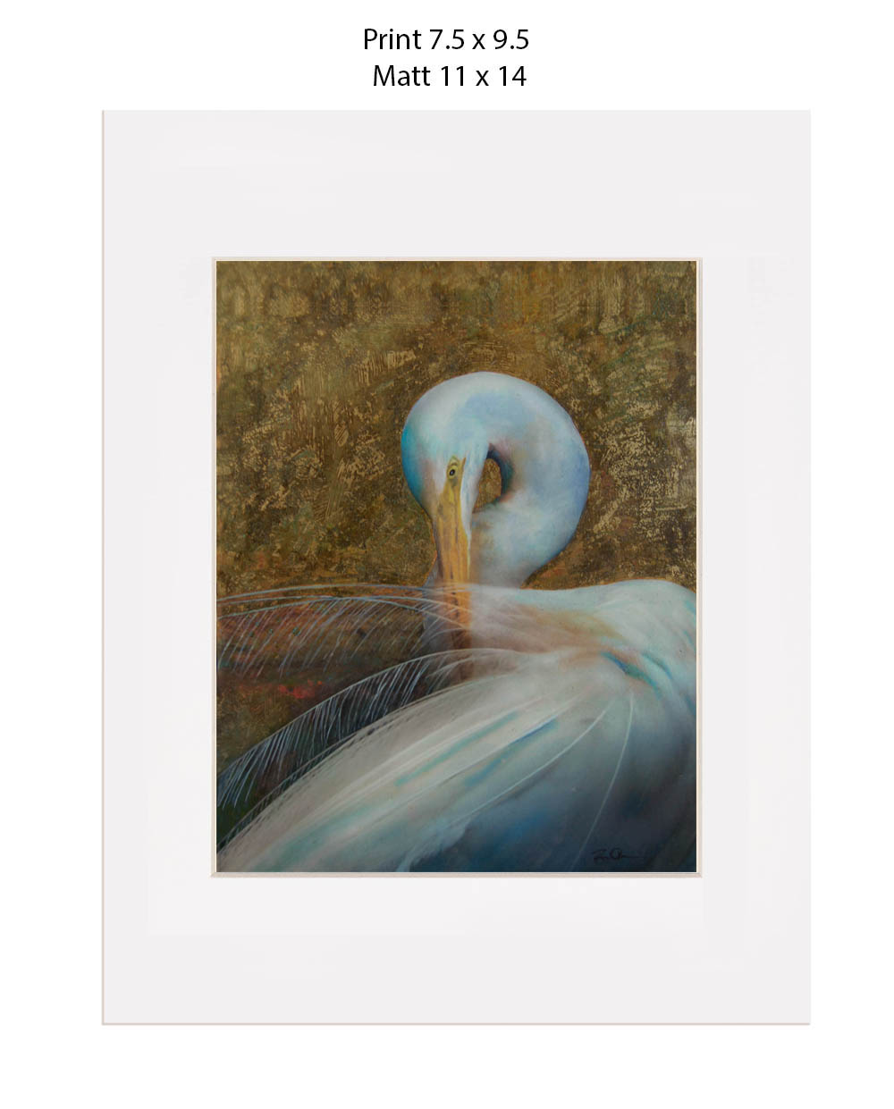 Preening Egret