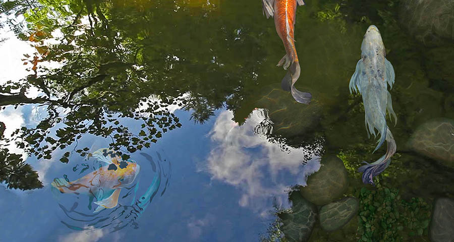 The Pond