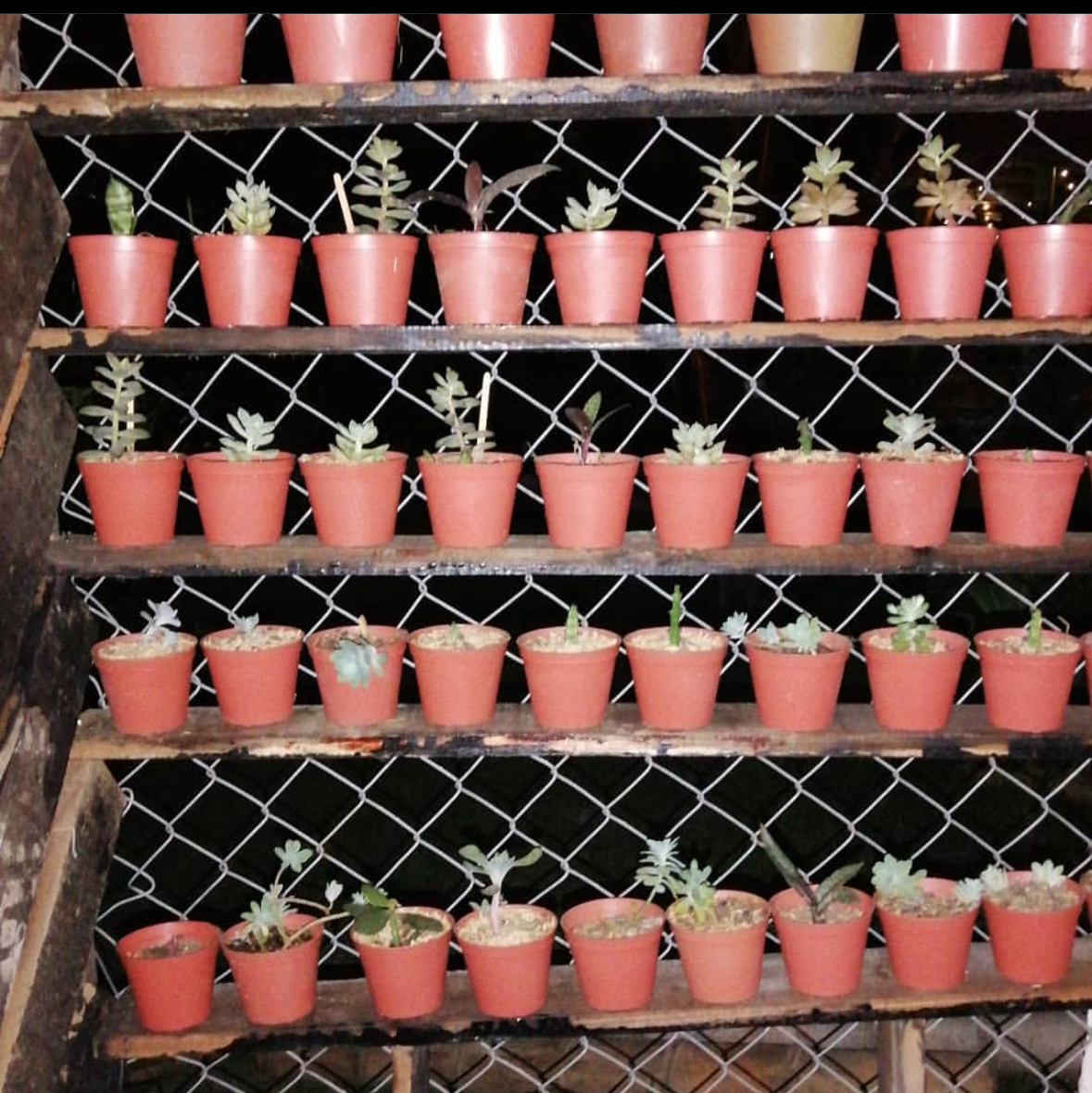 Plantas sembradas con todo el amor que se le puede brindar para dar vida .