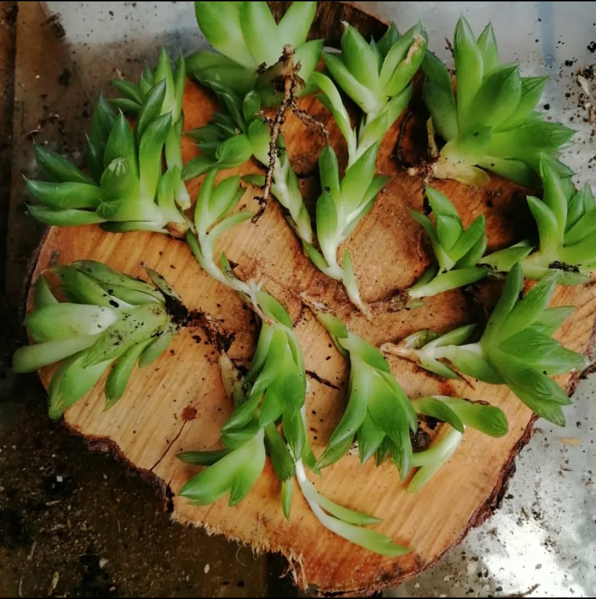 Plantas sembradas con todo el amor que se le puede brindar para dar vida .