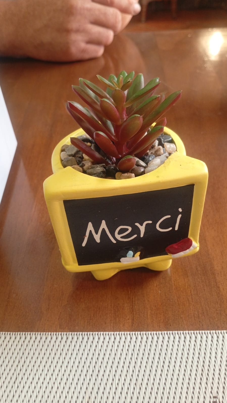 Maceta decorativa con suculenta