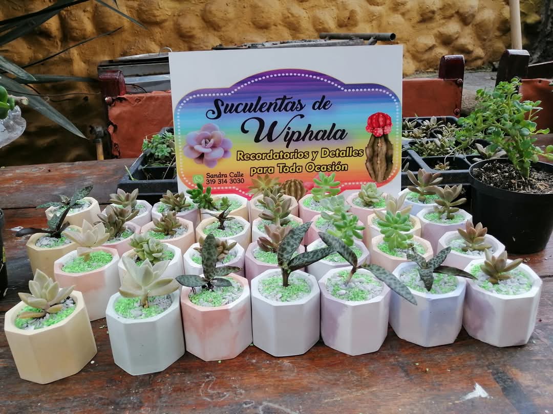 Suculentas en maceta