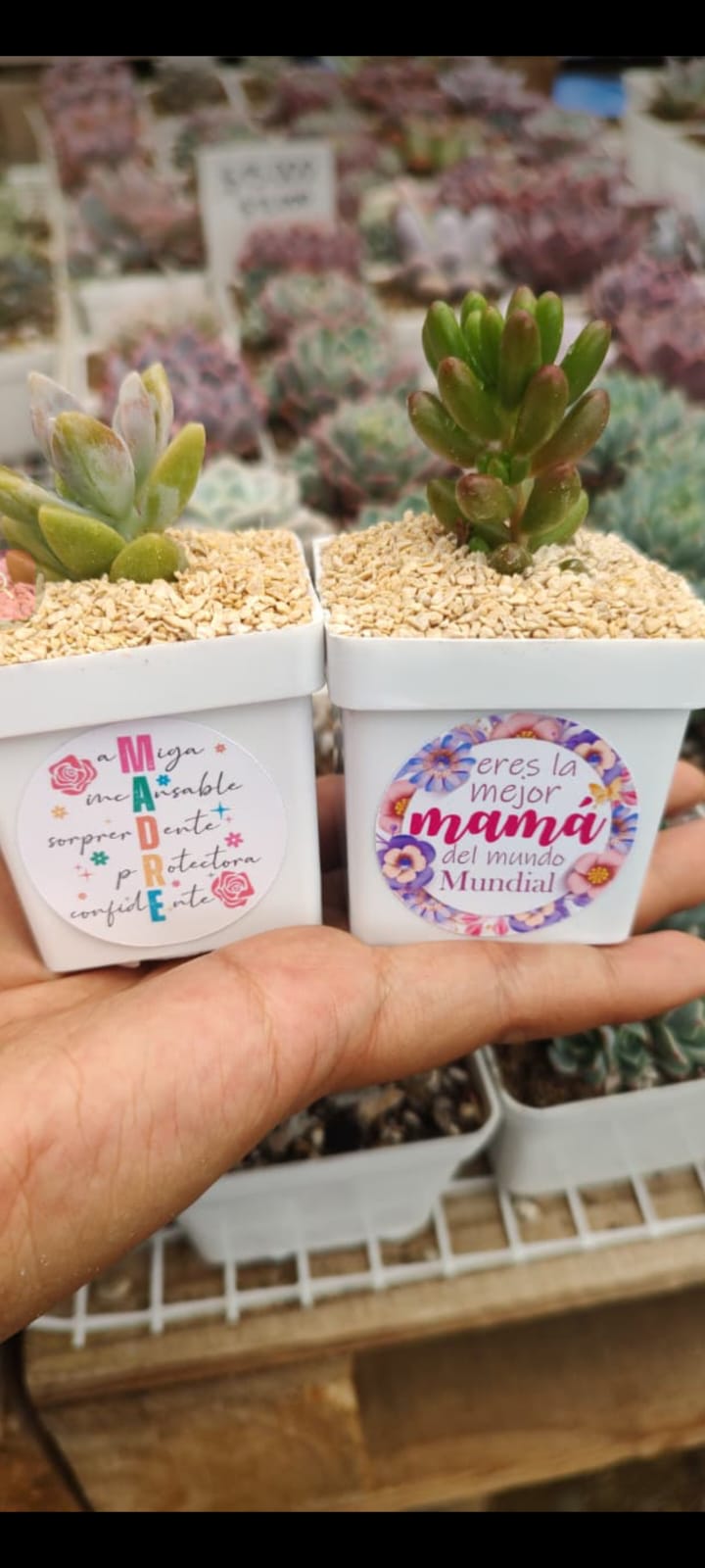 Suculentas para Mamá
