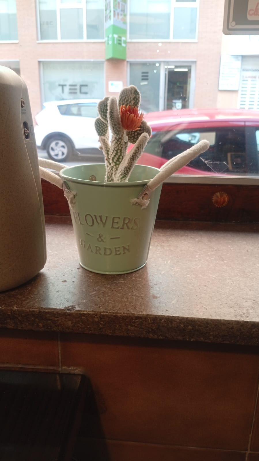 Cactus en maceta decorativa