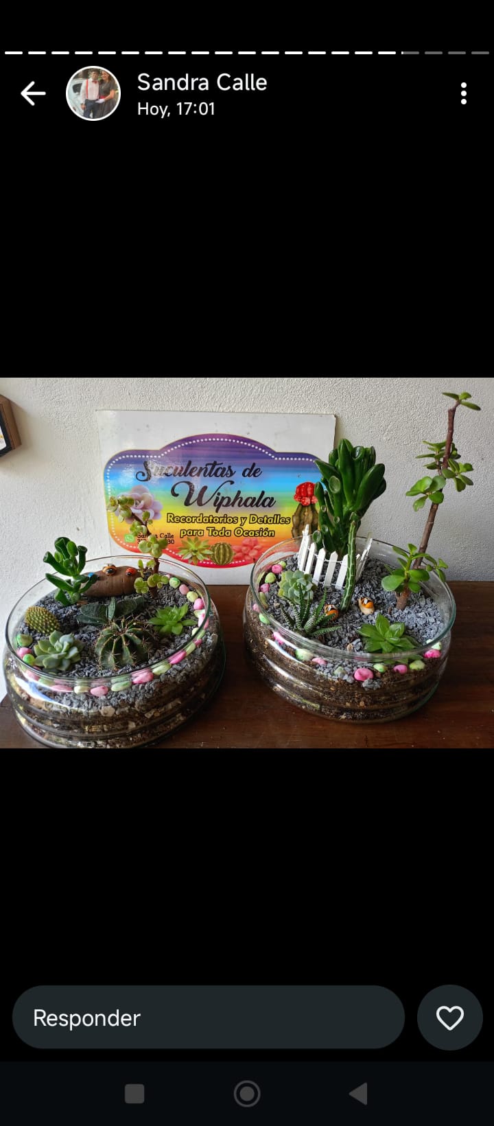 Terrarios de suculentas