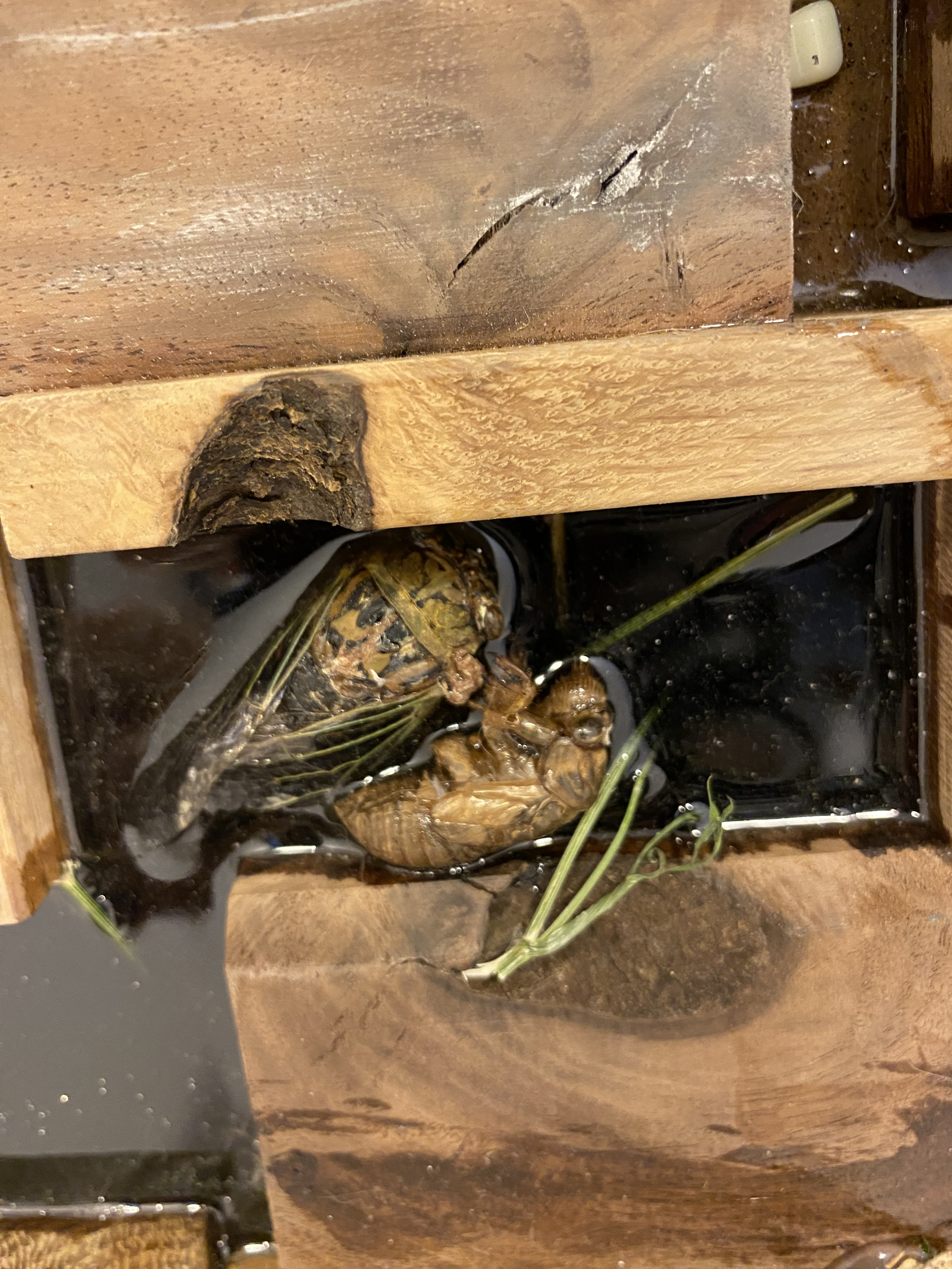 "Cracks #6" by Cori O'Connor