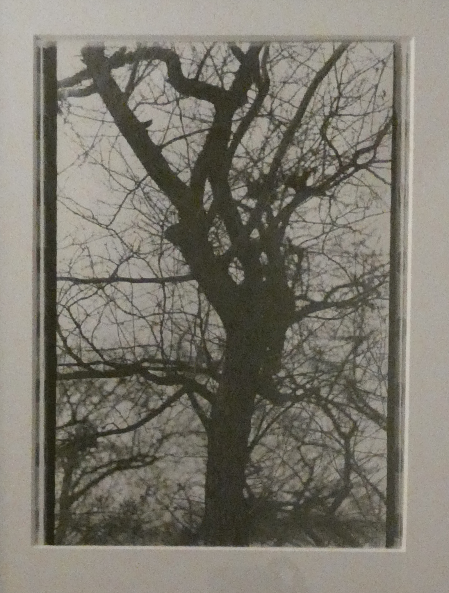 "Tree" by Debbie Caruso