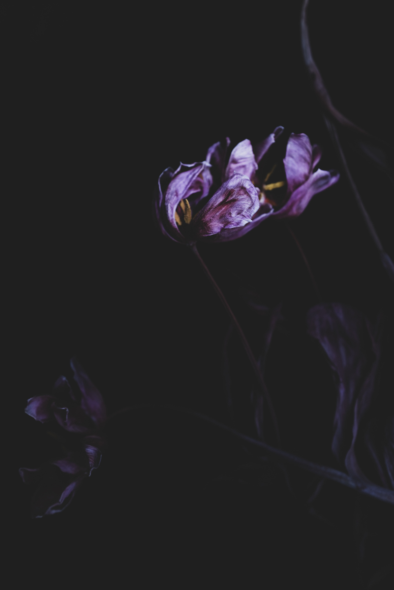 "Twilights Gentle Fade" by Marina Makropoulos