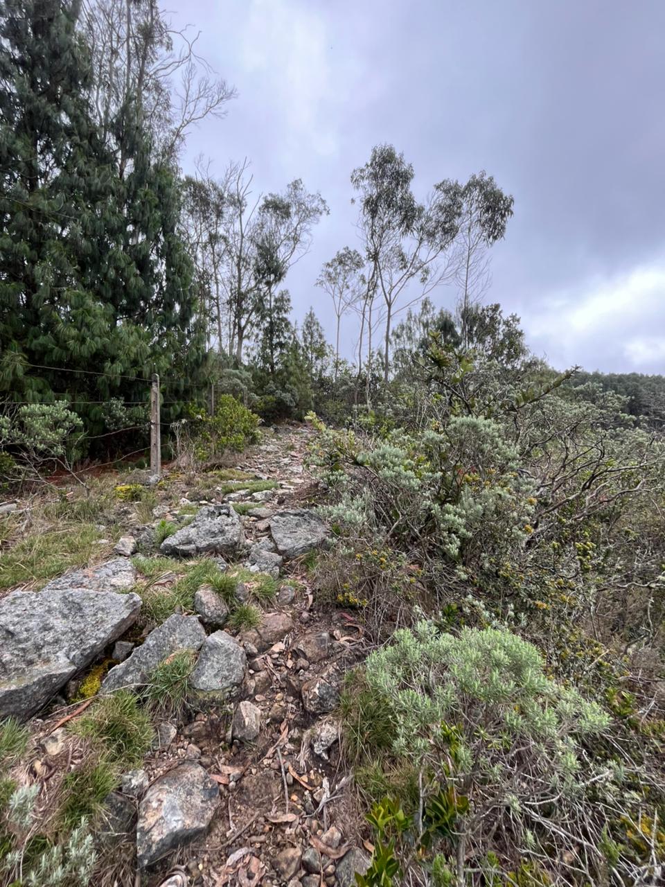 amino ancestral muisca