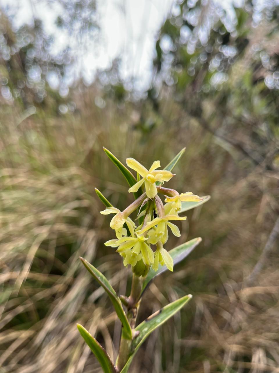 amino ancestral muisca