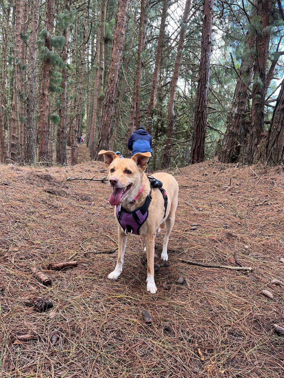 Caminata Tominé de Blancos