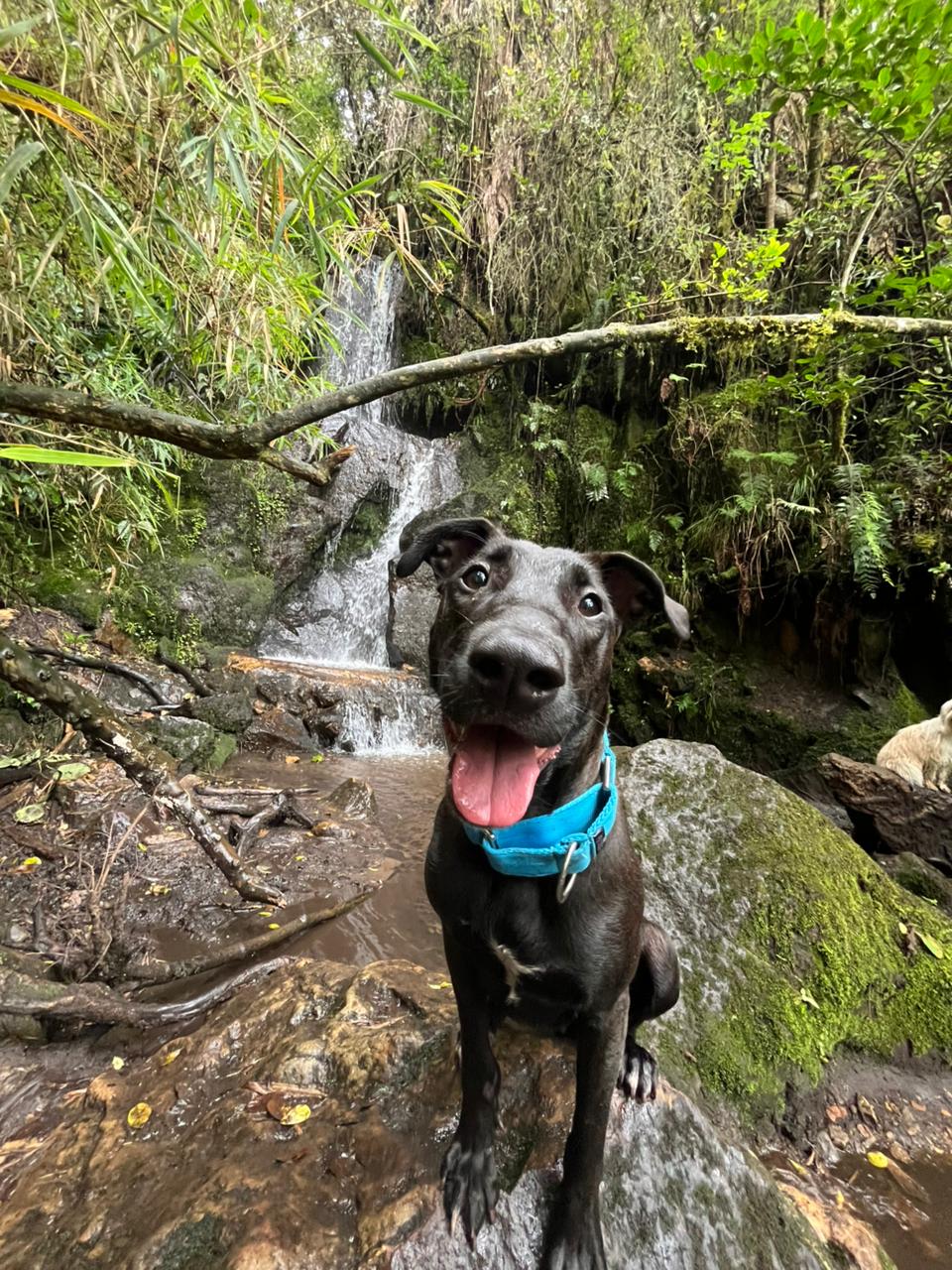 amino ancestral muisca