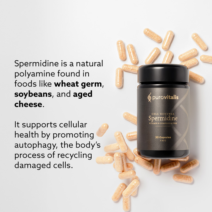 Spermidine 