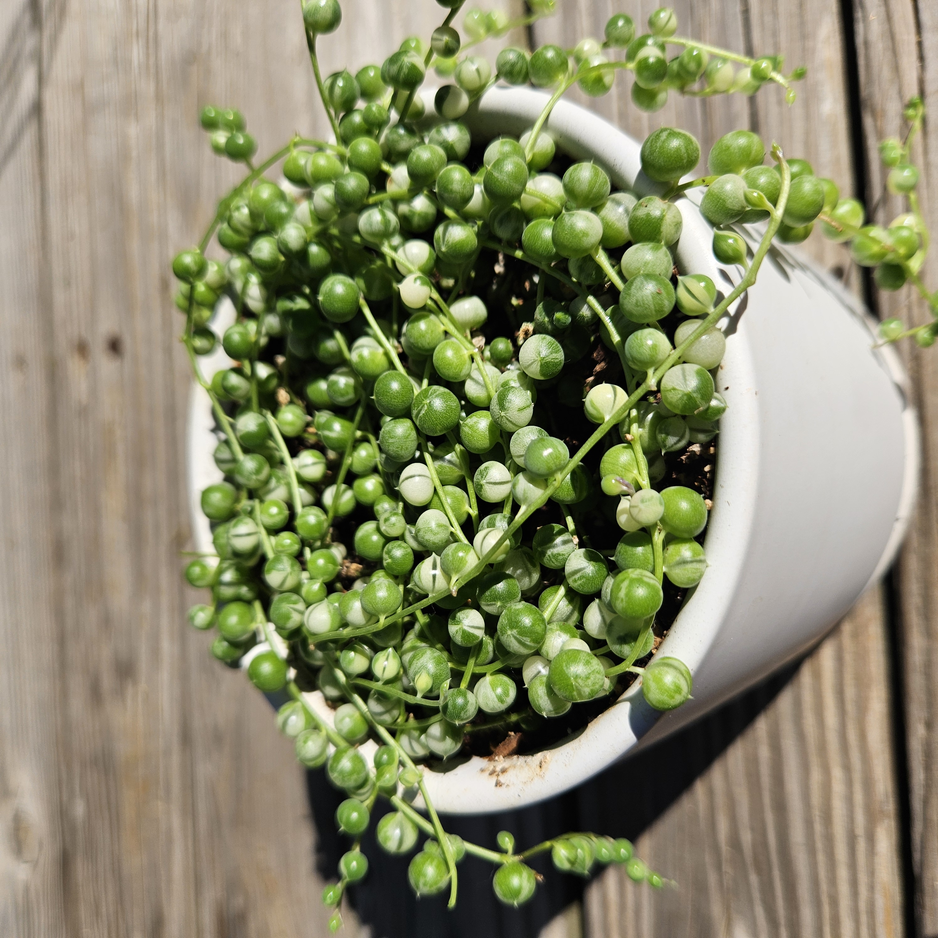 2.5" Variegated String of Pearls