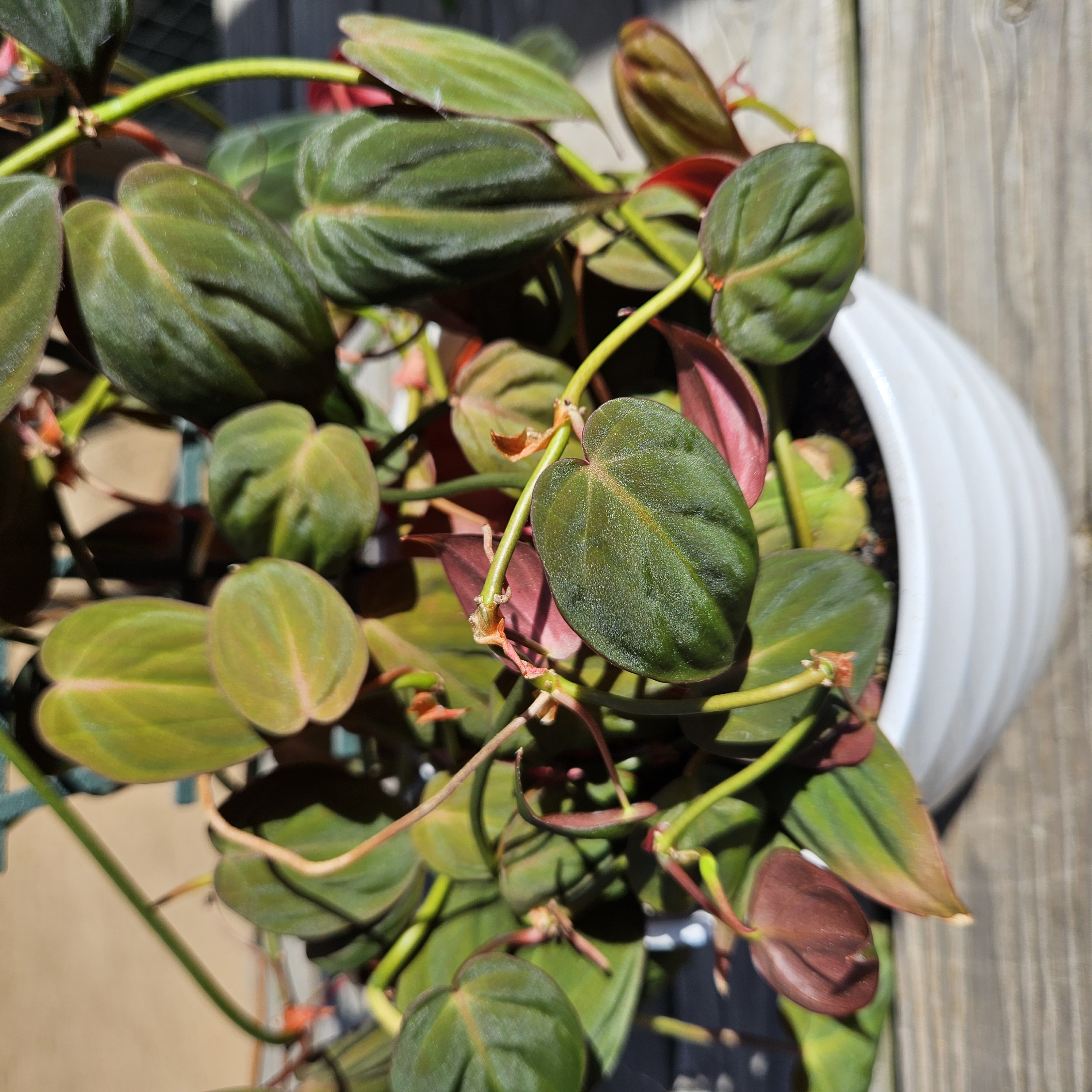 2.5" Philodendron Mica