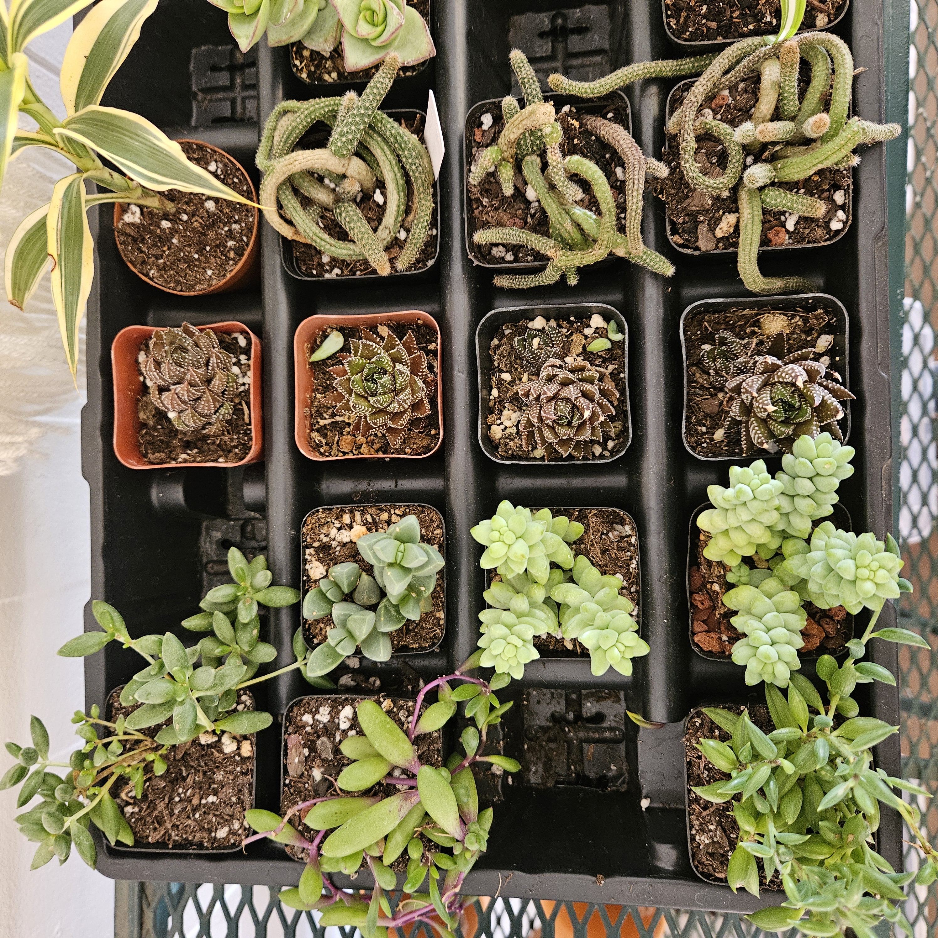 2" Itty Bitty Plants