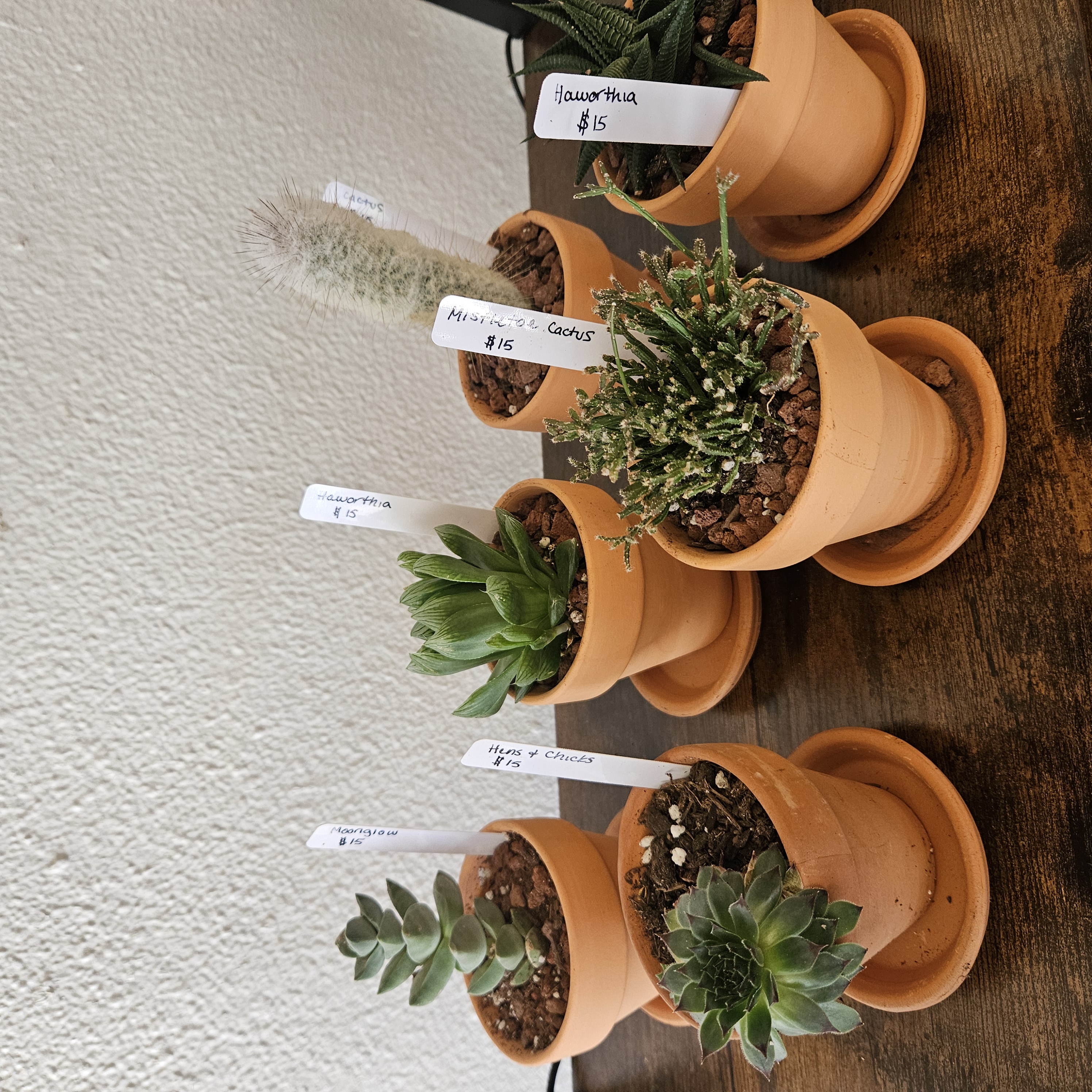 3.5" Potted Succulents and Cacti
