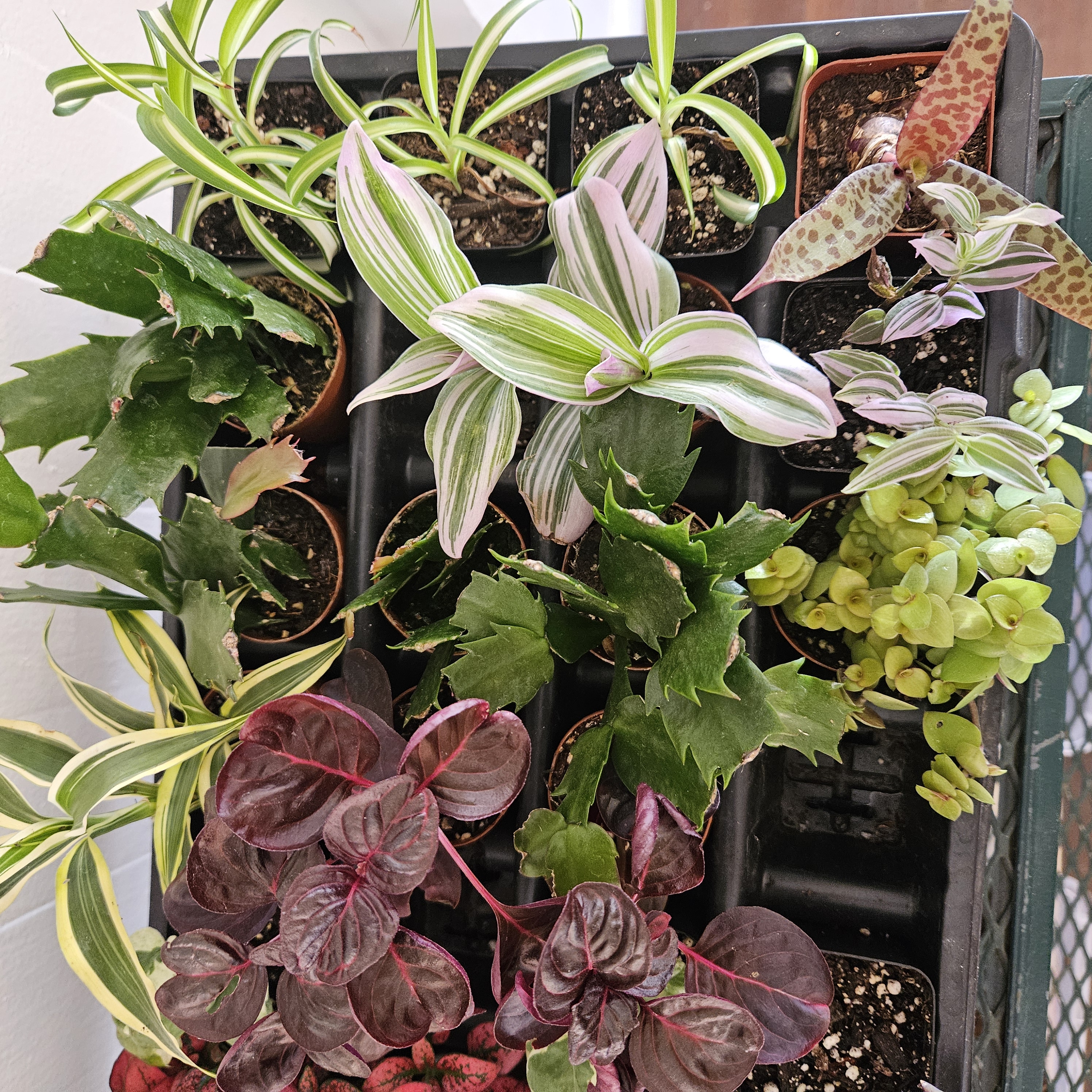 2" Itty Bitty Plants