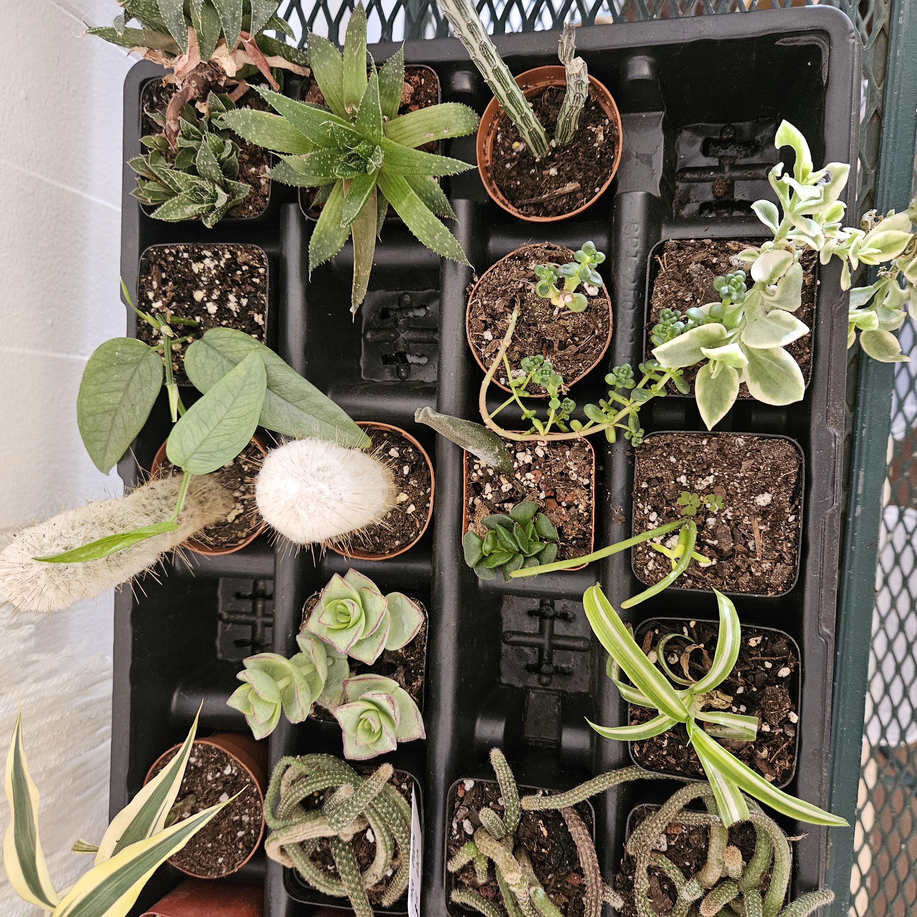 2" Itty Bitty Plants