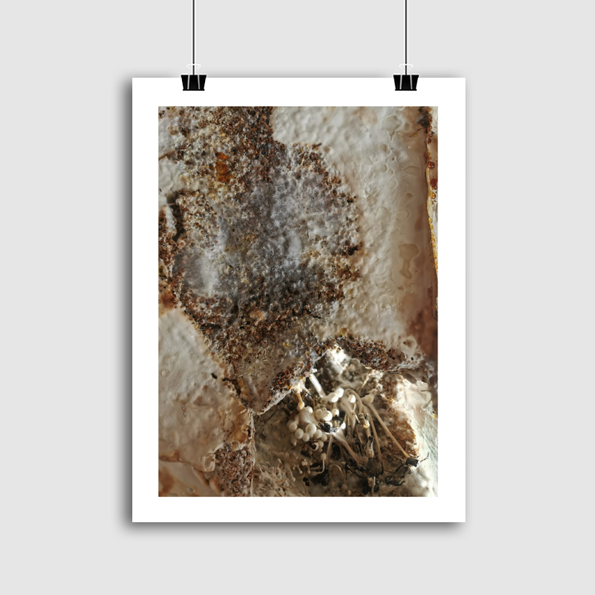 HYPHA [3: biostruktūros]