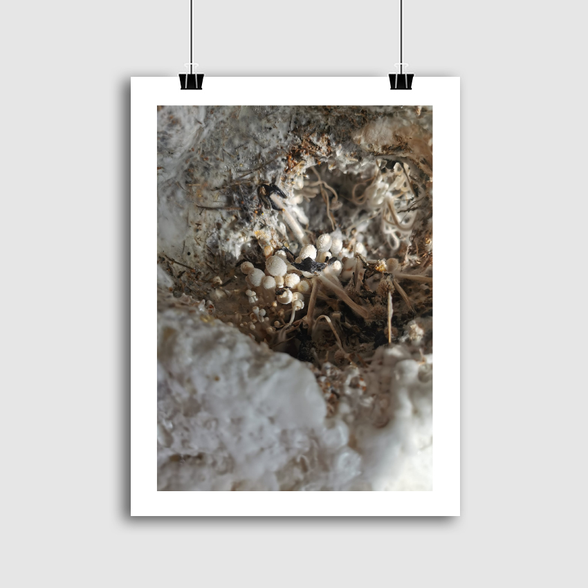 HYPHA [3: biostruktūros]