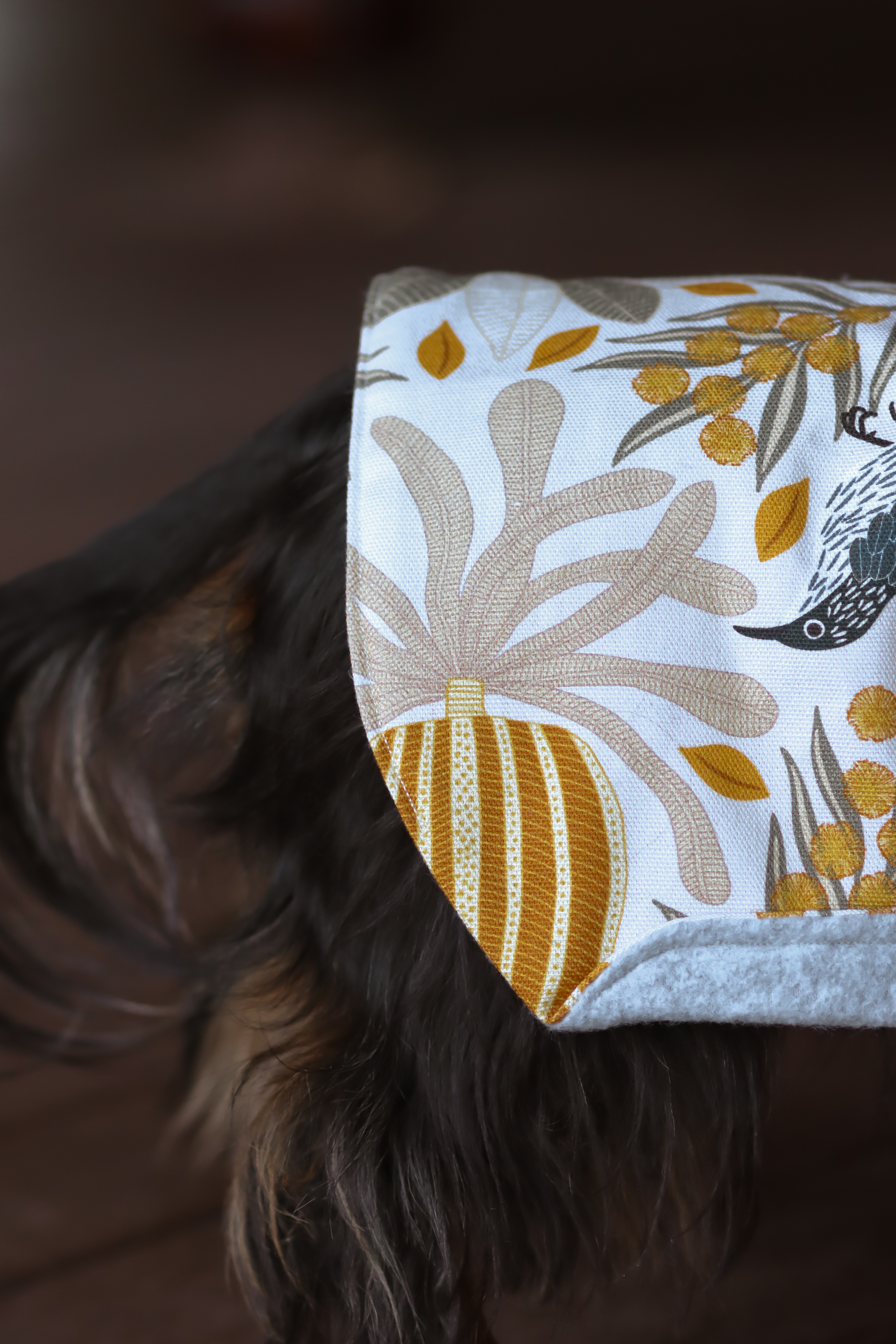 Dachshund Winter Coats