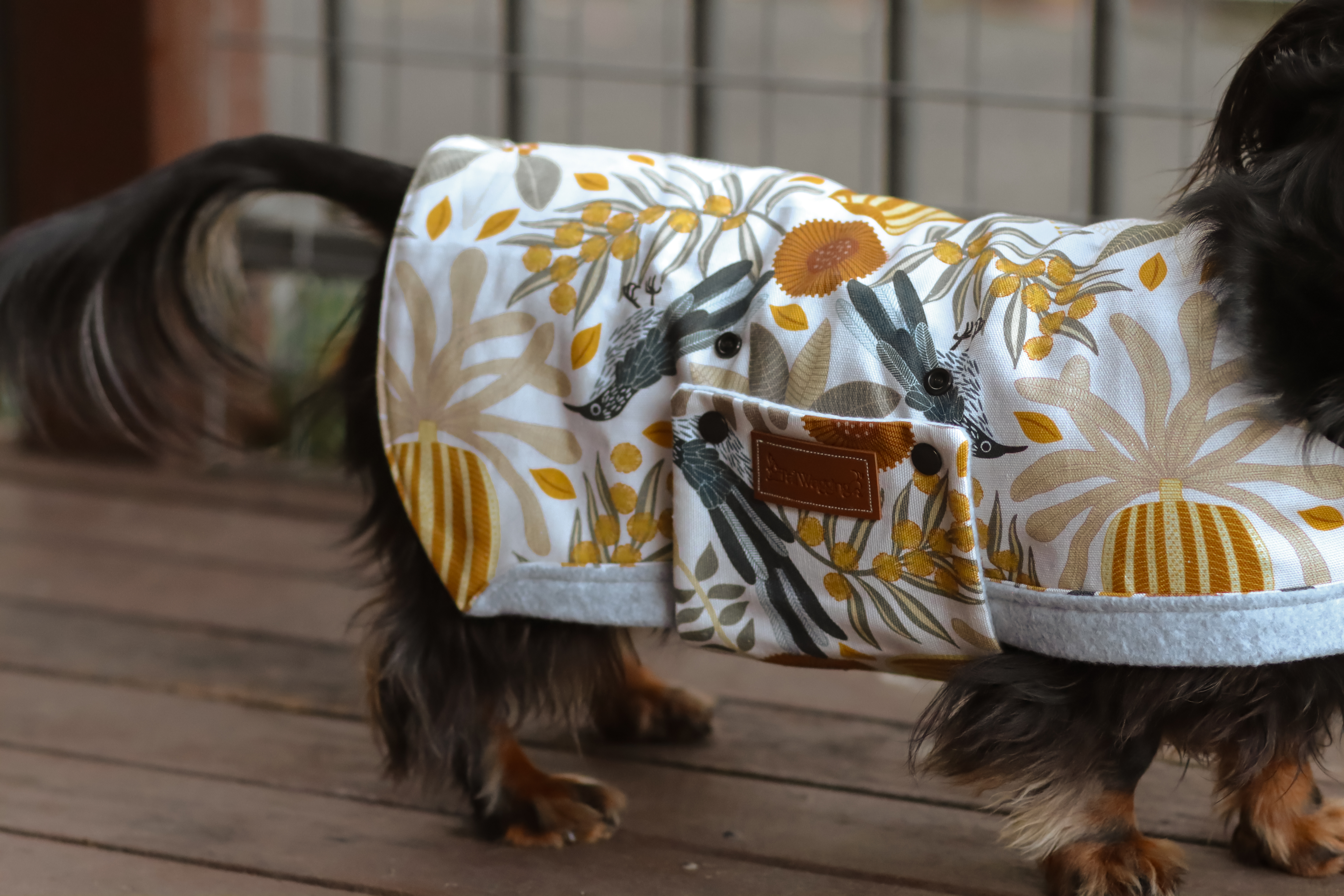 Dachshund Winter Coats