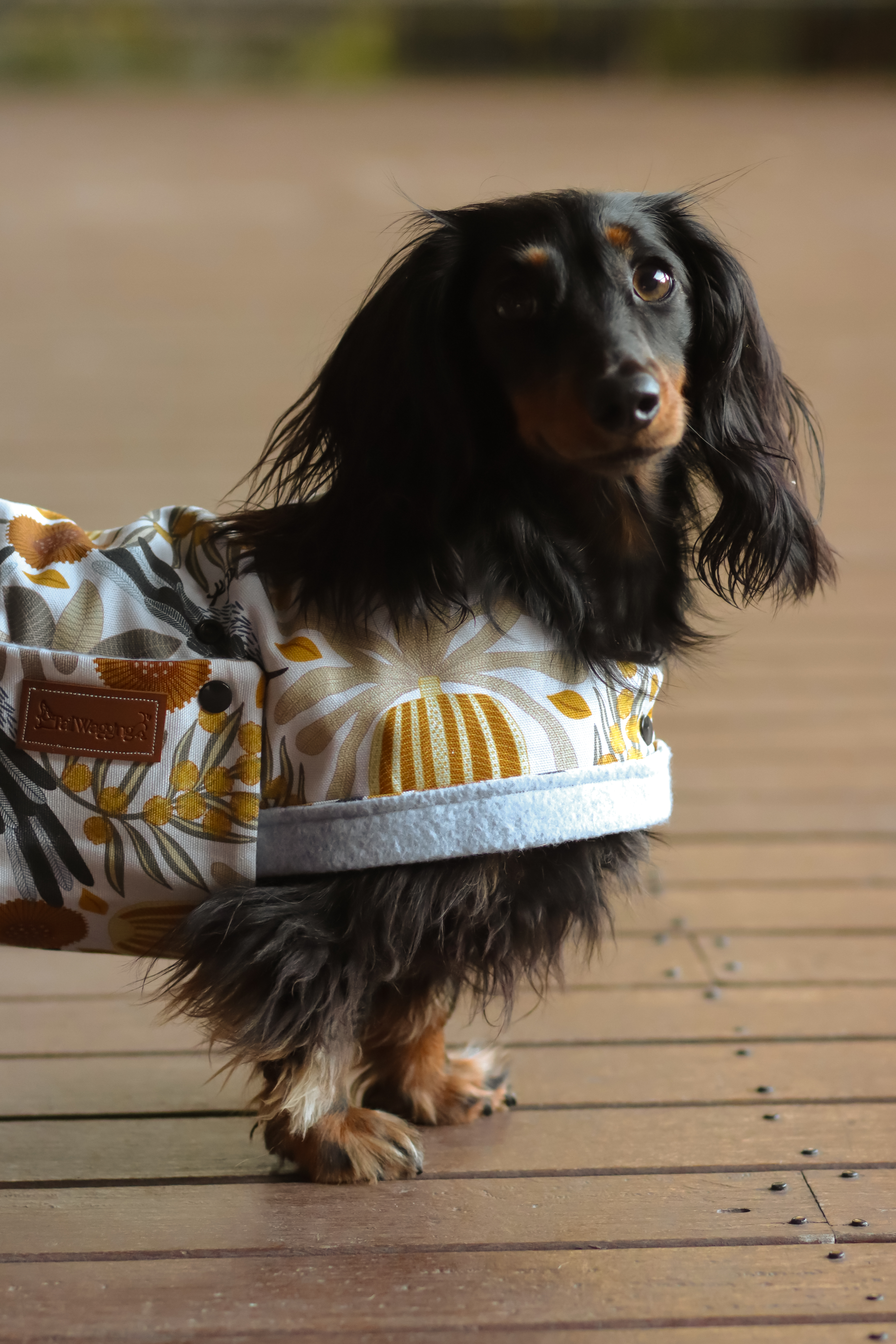 Dachshund Winter Coats