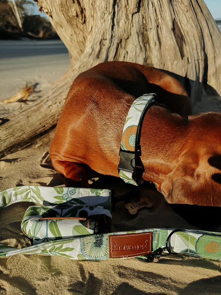 Wag-Worthy Accessories Box